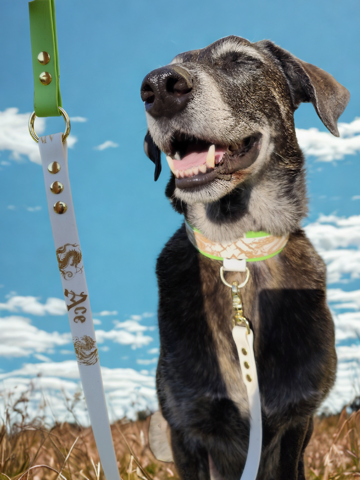 Colliers pour chien - Le Guardians -