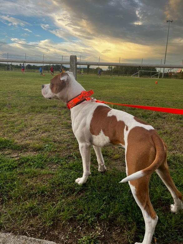 King Size - Collier pour grand chien -