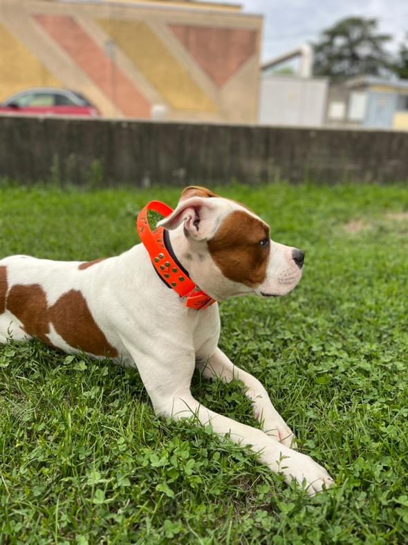 King Size - Collier pour grand chien -