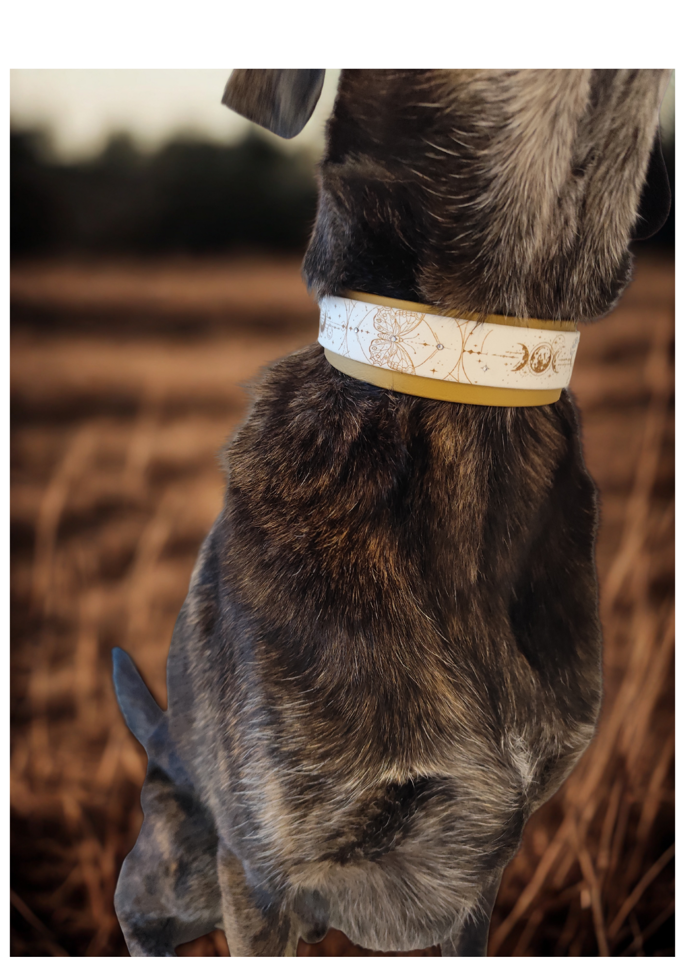 Chien portant le collier Chrysalide en biothane blanc et doré, gravé d’un papillon doré. Collier personnalisable, solide, résistant à l’eau et élégant pour un style unique.