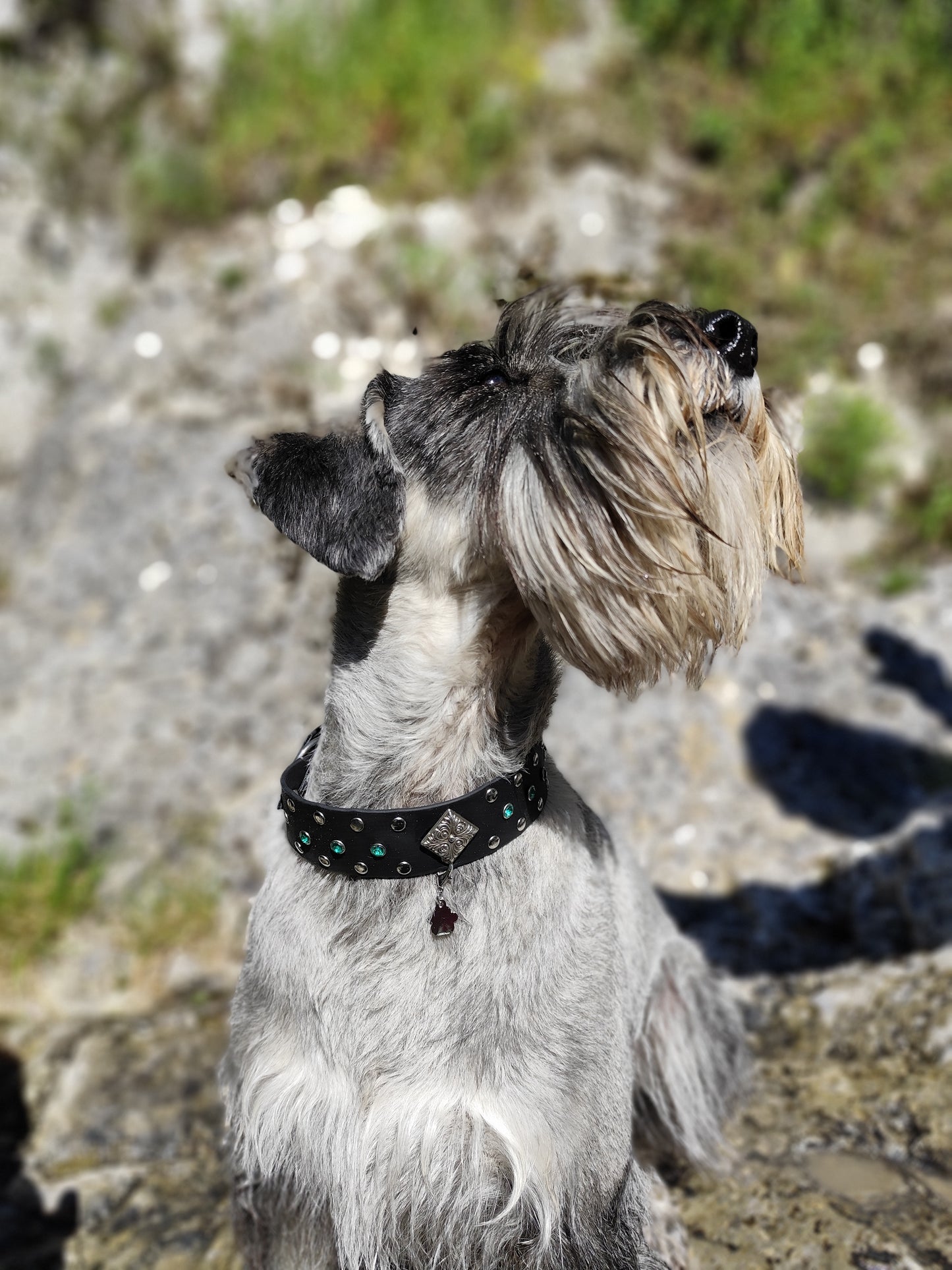 Collier pour chien - Le Valyria -