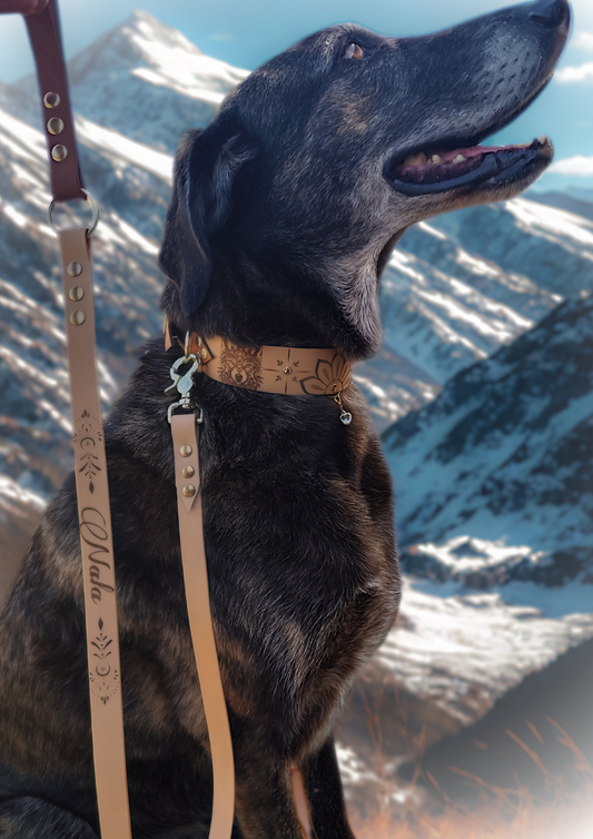 Laisse pour chien - Mandalaïa -