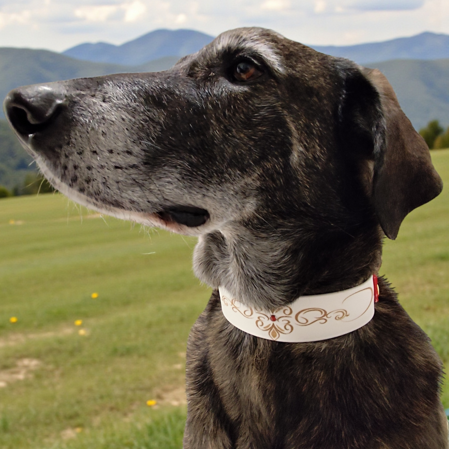 gros plan chien avec collier biothane blanc pierre rouge