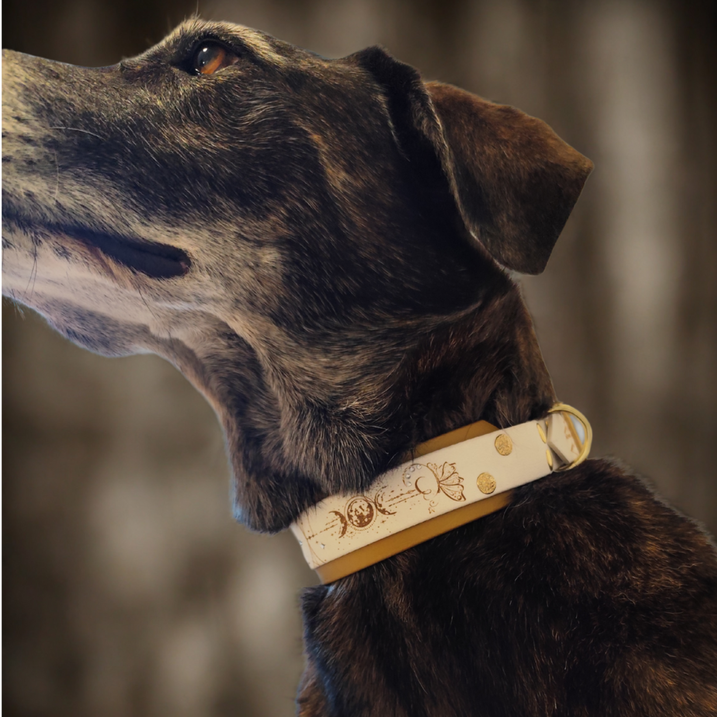 chien avec collier biothane chrysalide blanc et or côté gauche