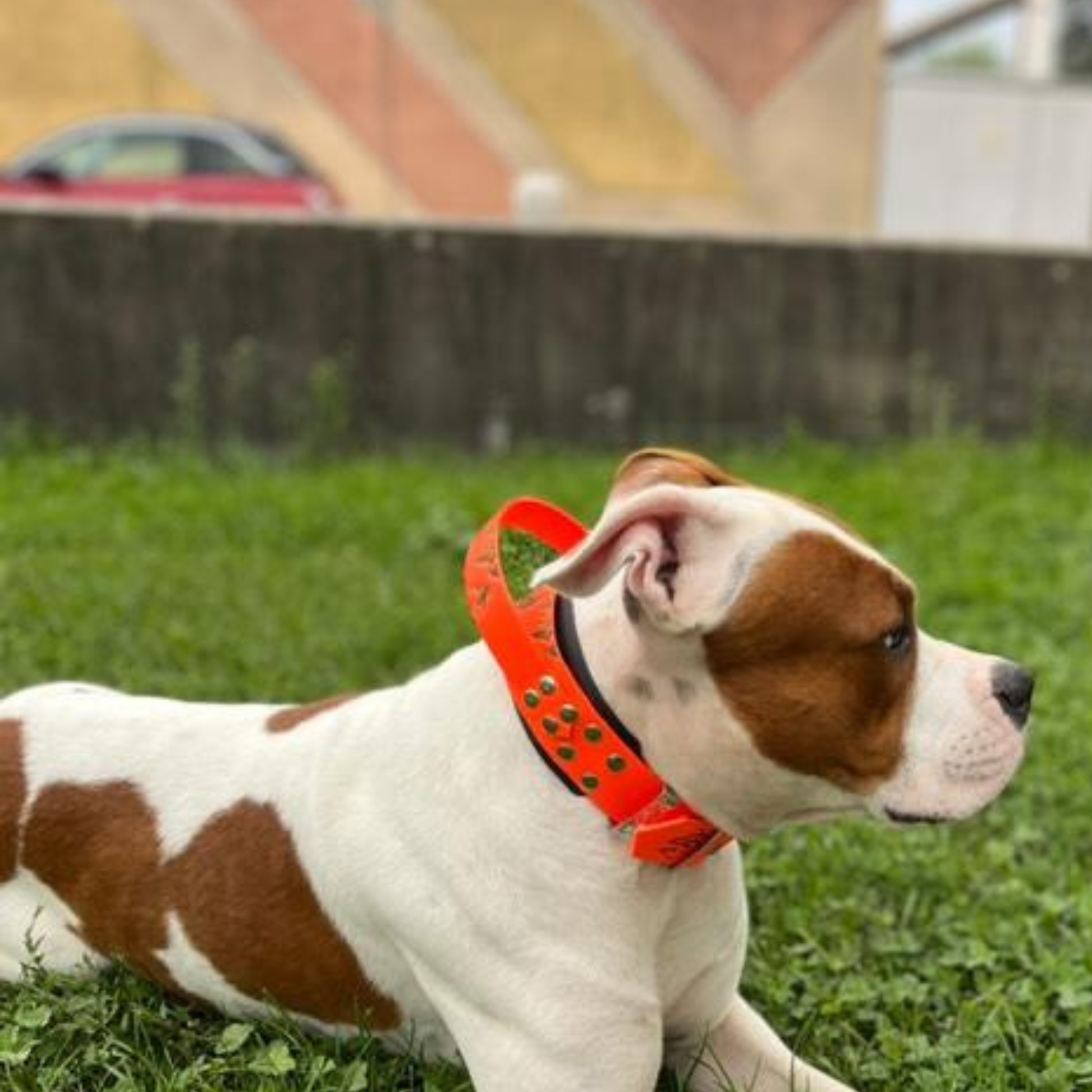 Grand chien couché portant un collier en biothane à poignée thème Wild Spirit, accessoire solide et confortable pour chiens puissants.