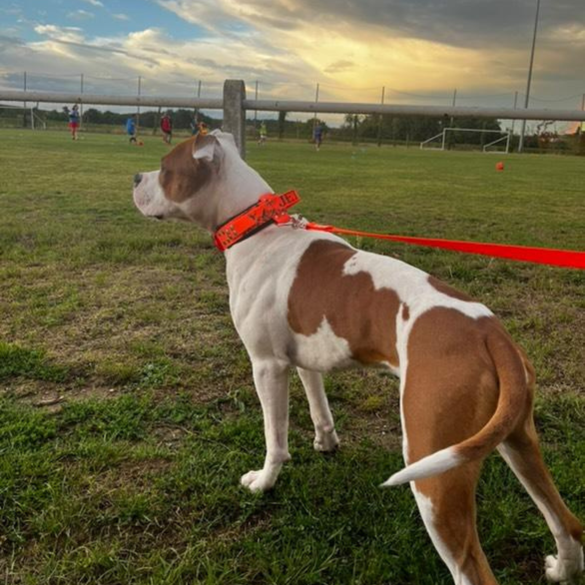 ros plan arrière sur un collier à poignée pour grand chien en biothane personnalisé, design Wild Spirit avec finitions solides et élégantes.
