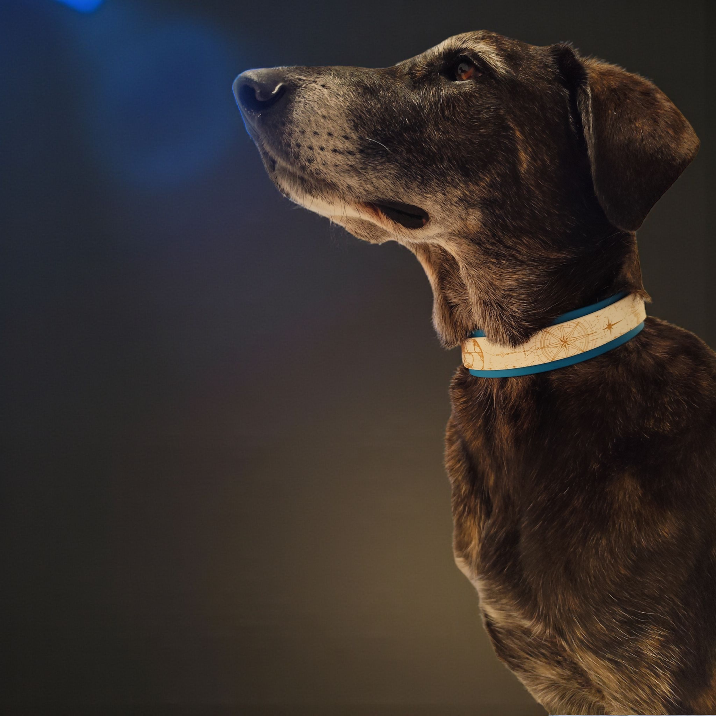 Chien portant collier biothane superposé bleu et blanc Nomade, design élégant et personnalisable