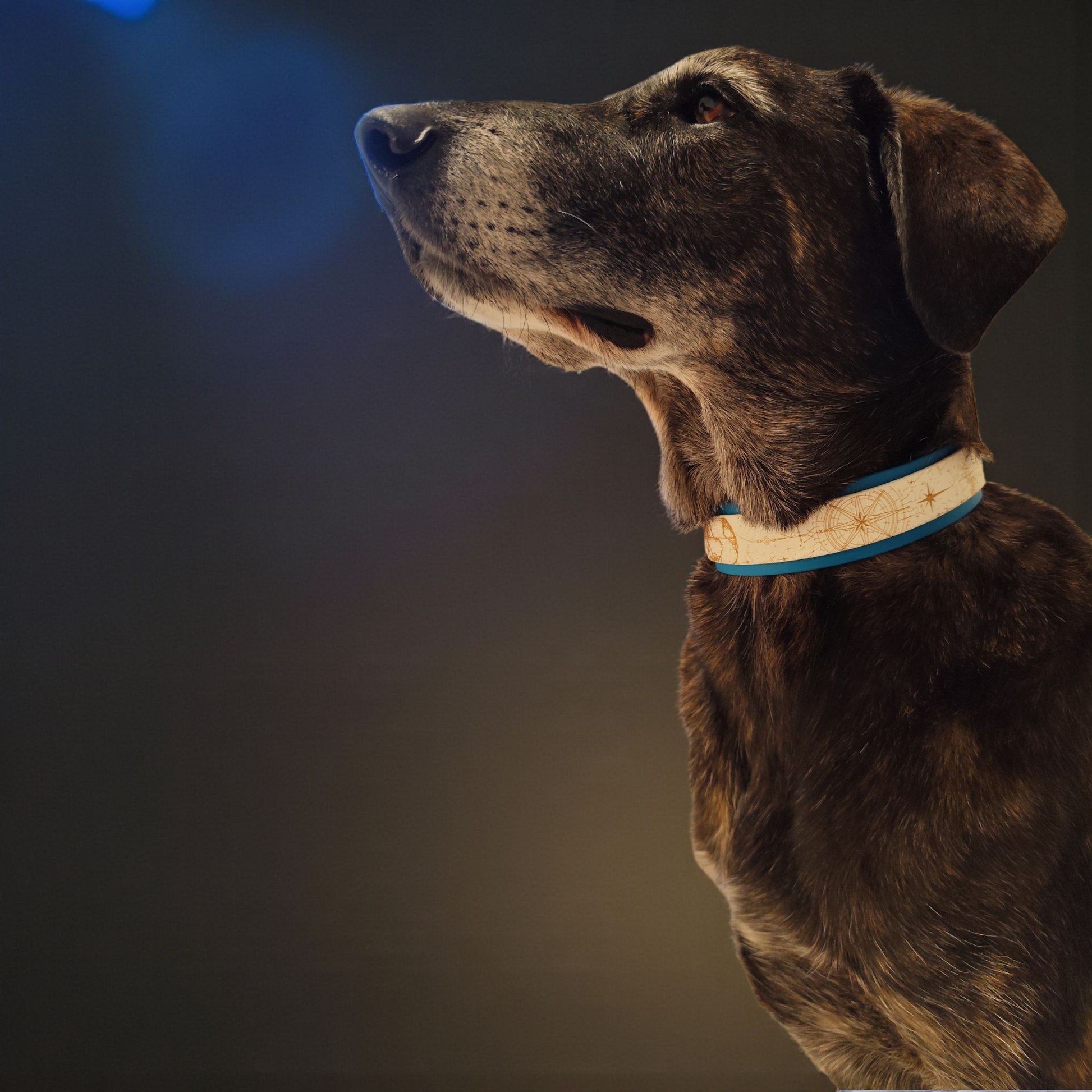Chien portant collier biothane superposé bleu et blanc Nomade, design élégant et personnalisable