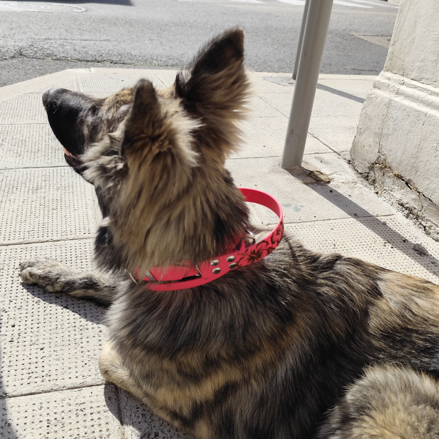 Chien couché portant collier biothane avec poignée, modèle robuste et confortable pour usage quotidien