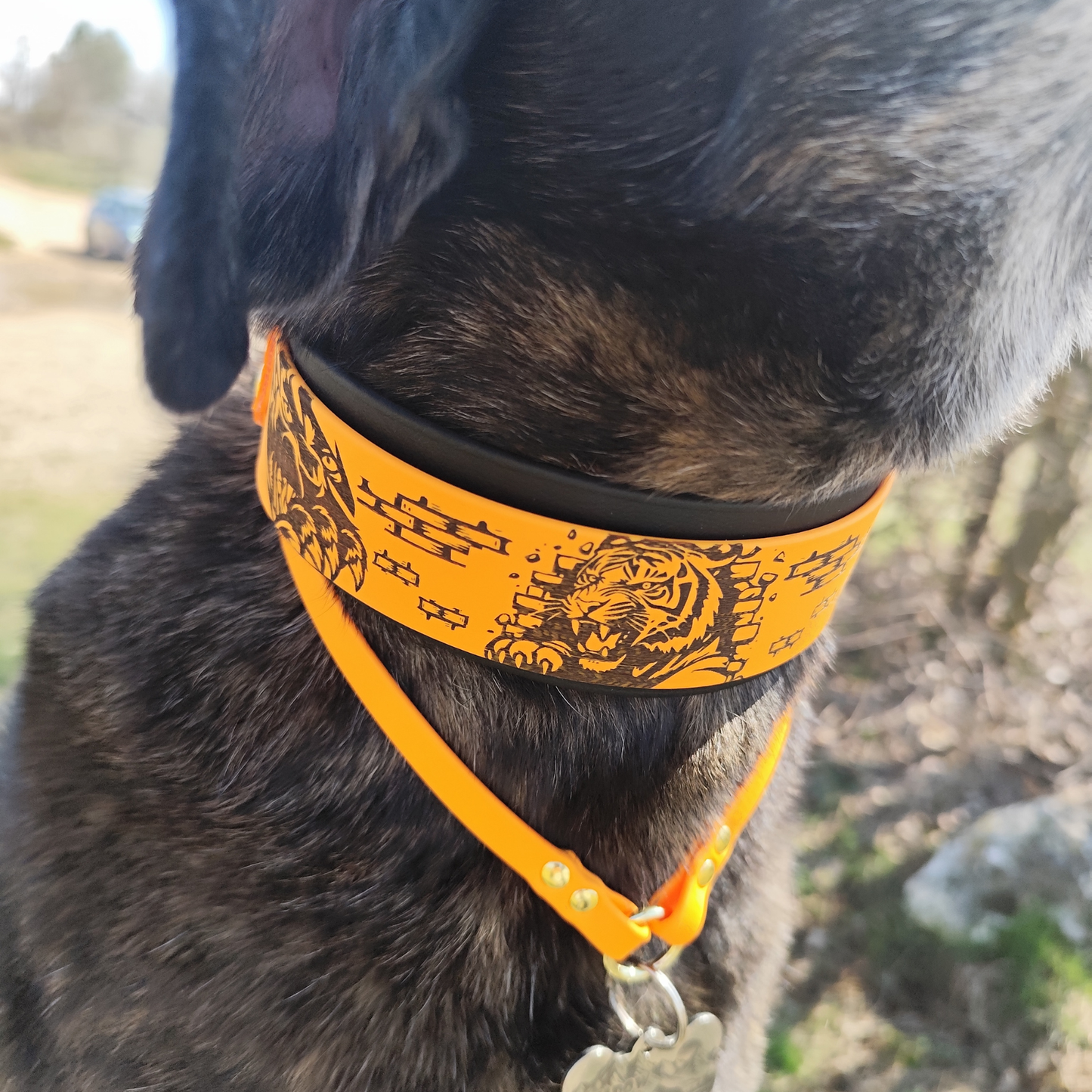 Gros plan sur chien avec collier Instinct Brut en biothane noir et peach