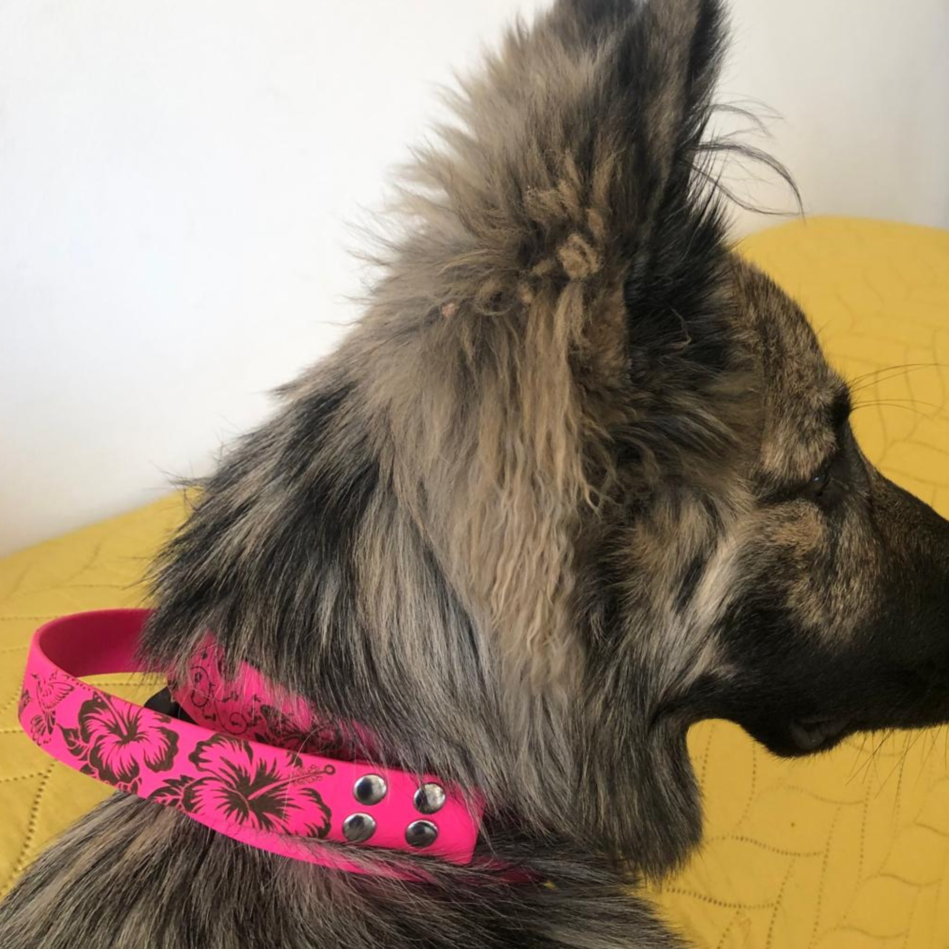 Chien portant collier biothane Aloha personnalisé, vue rapprochée, design tropical résistant et imperméable