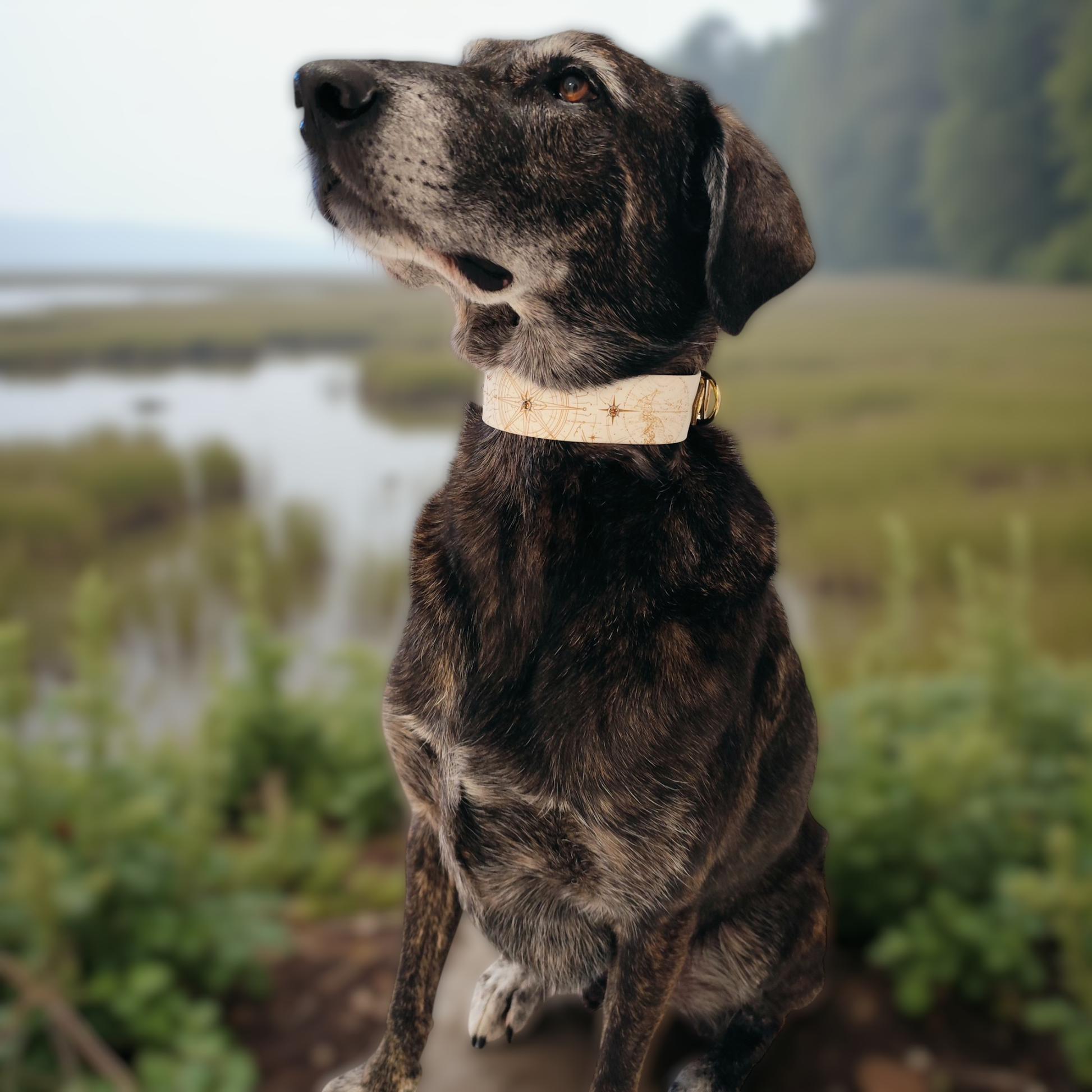 Chien portant collier biothane Nomade 38 mm, résistant et imperméable, idéal pour chien actif