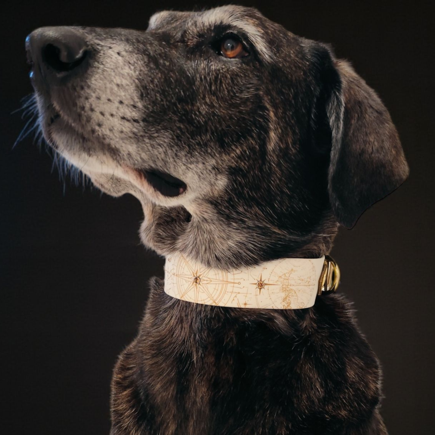 Détail collier chien biothane personnalisé Nomade, gravure boussole en gros plan sur chien