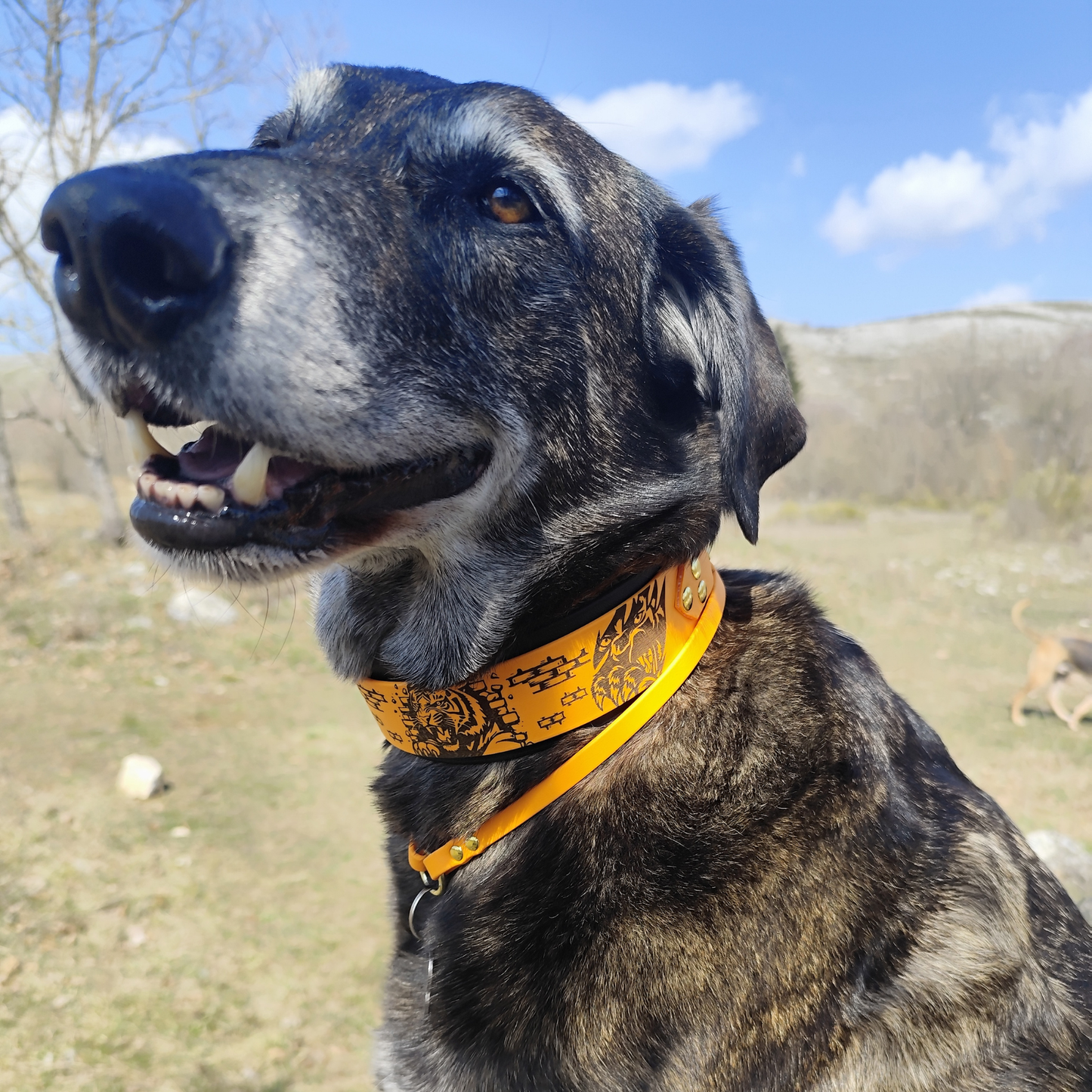 Chien portant un collier en biothane Instinct Brut noir et peach style puissant