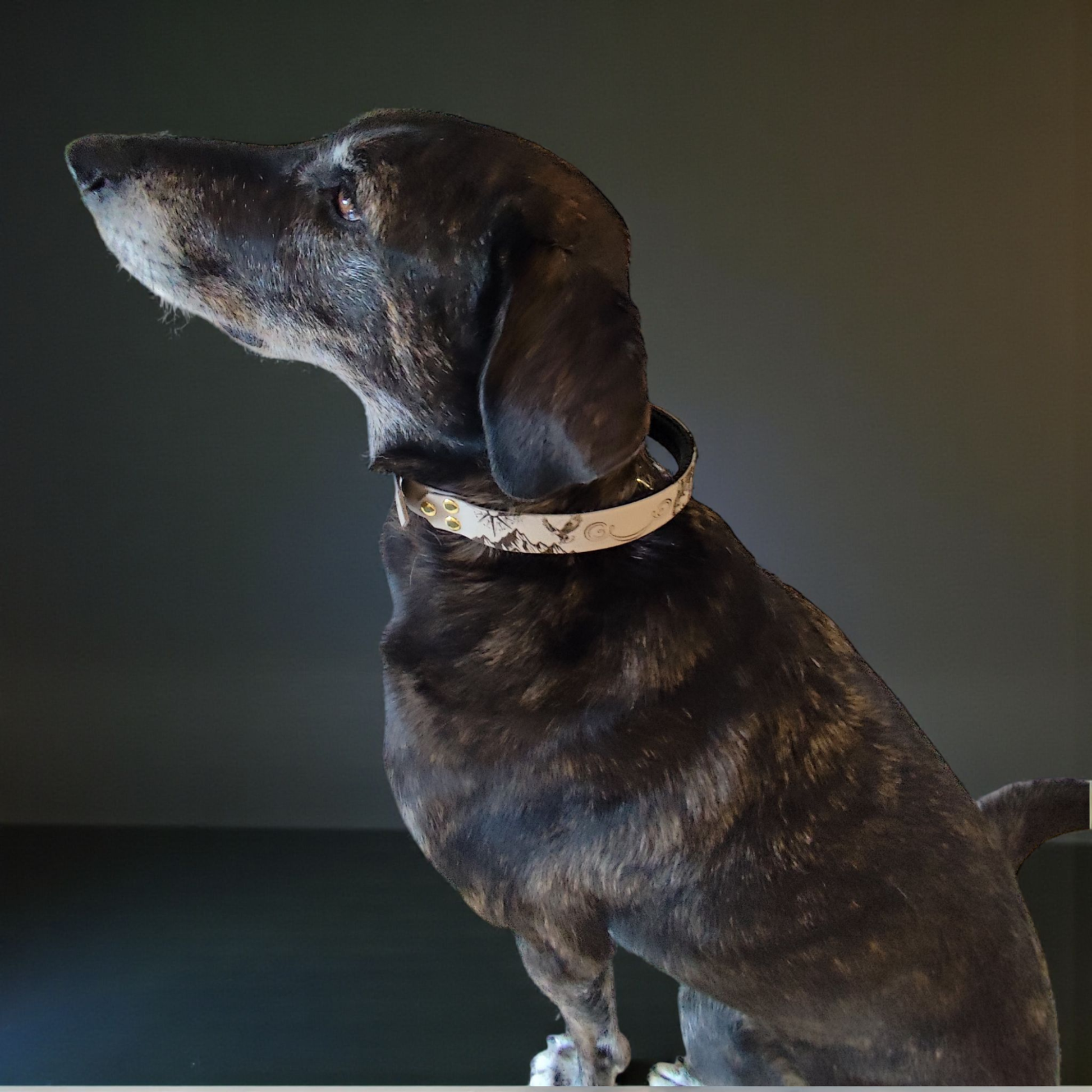 collier à poignée  porté par un chien 