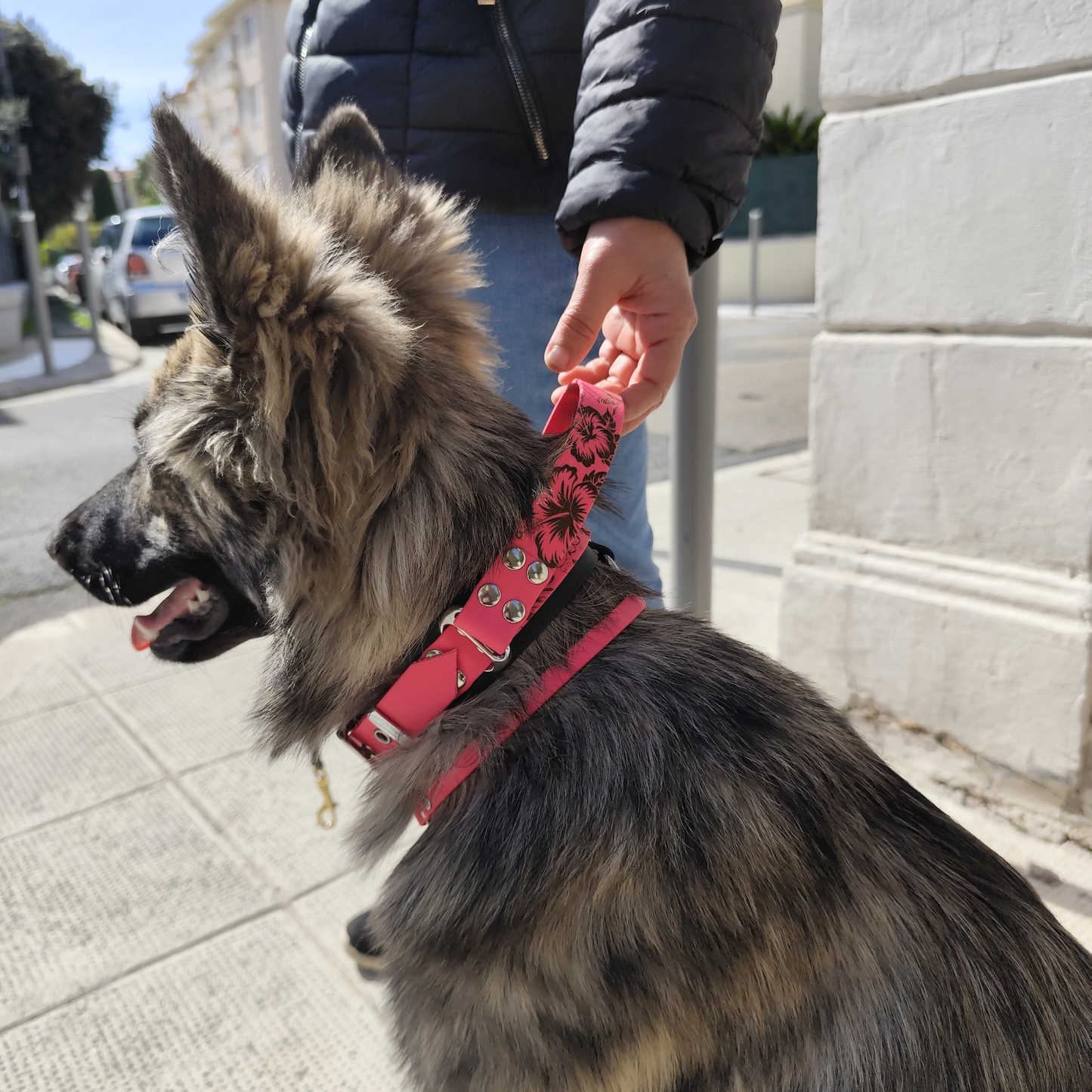 Main tenant collier chien biothane avec poignée intégrée, contrôle facile et sécurisé pour chien actif