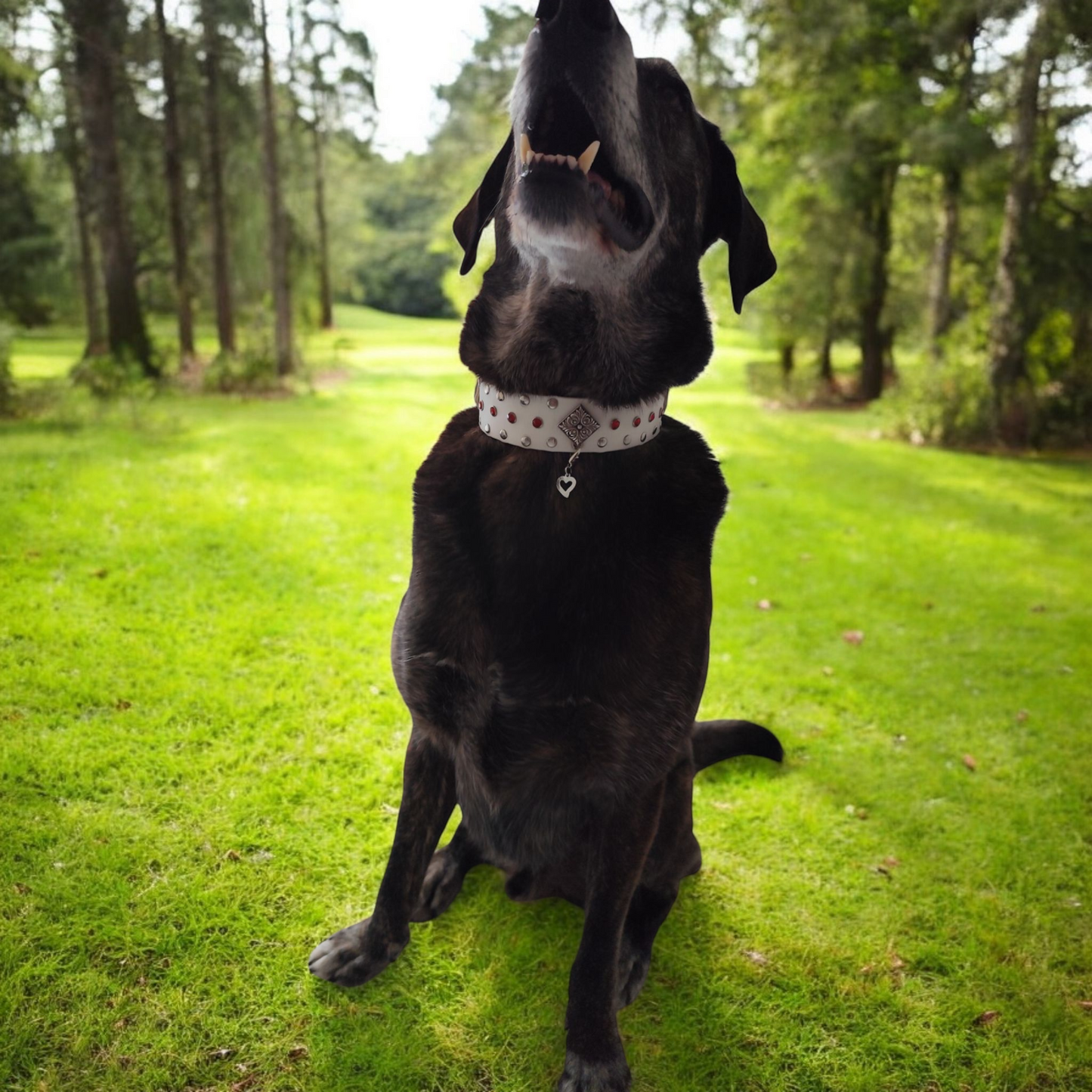 Collier pour chien - Le Valyria -