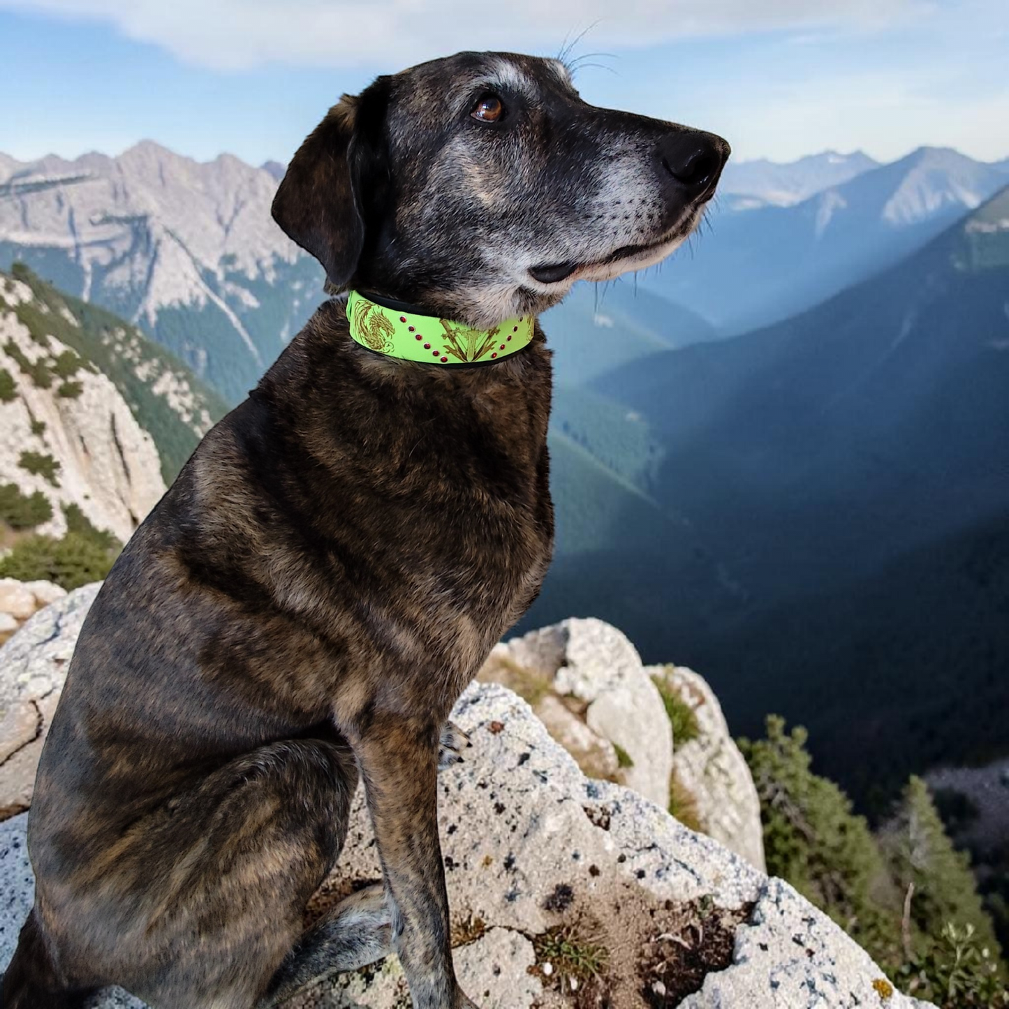 Chien portant le collier Valkor superposé en biothane noir 50 mm et apple vert 38 mm personnalisé