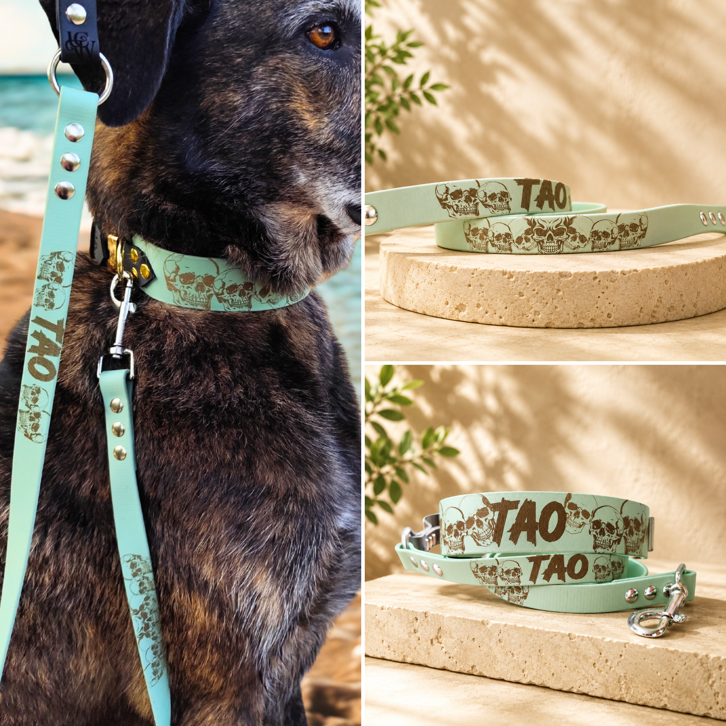 Chien équipé du collier Dark Vibe et de sa laisse en Biothane personnalisée assortie