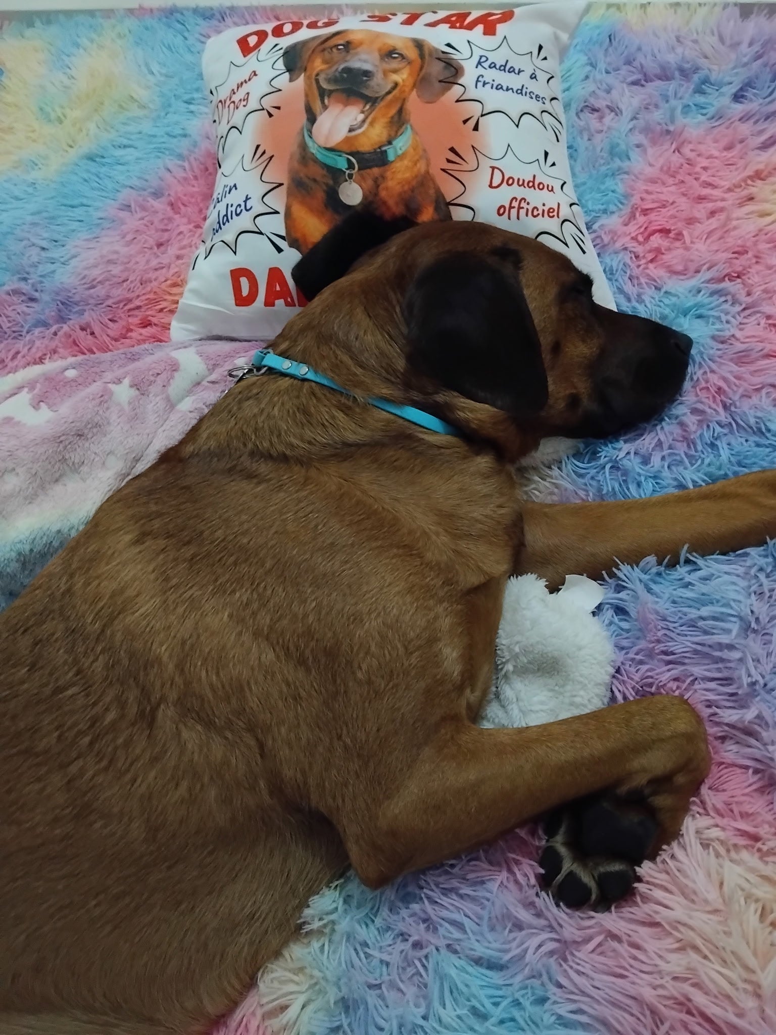 Taie d’oreiller chien personnalisée, idée cadeau originale pour propriétaire de chien