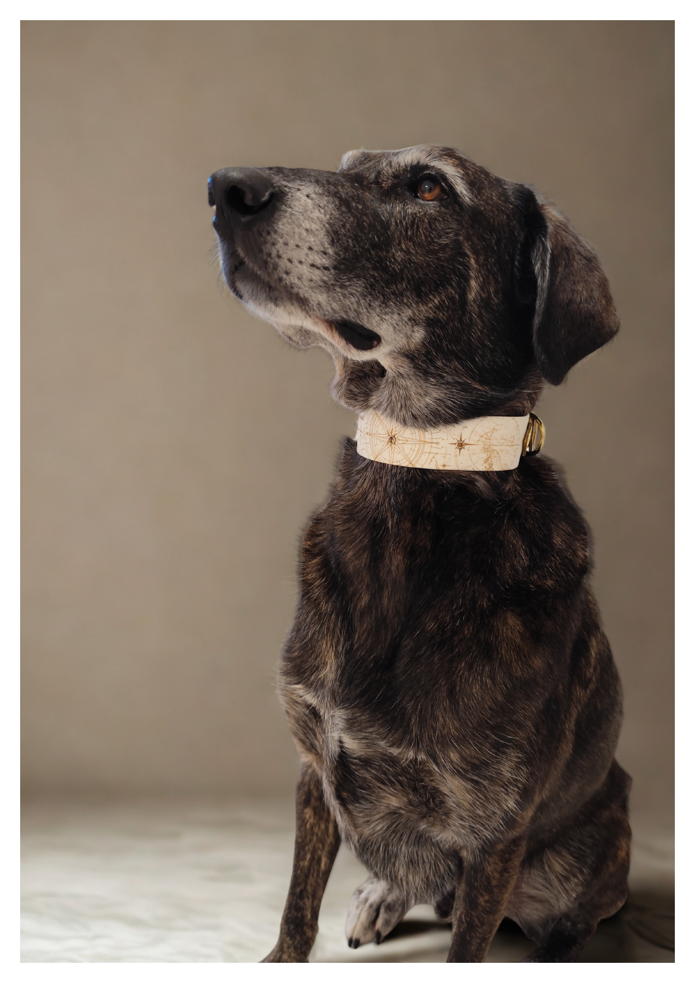 Collier Nomade – Biothane personnalisé pour chien