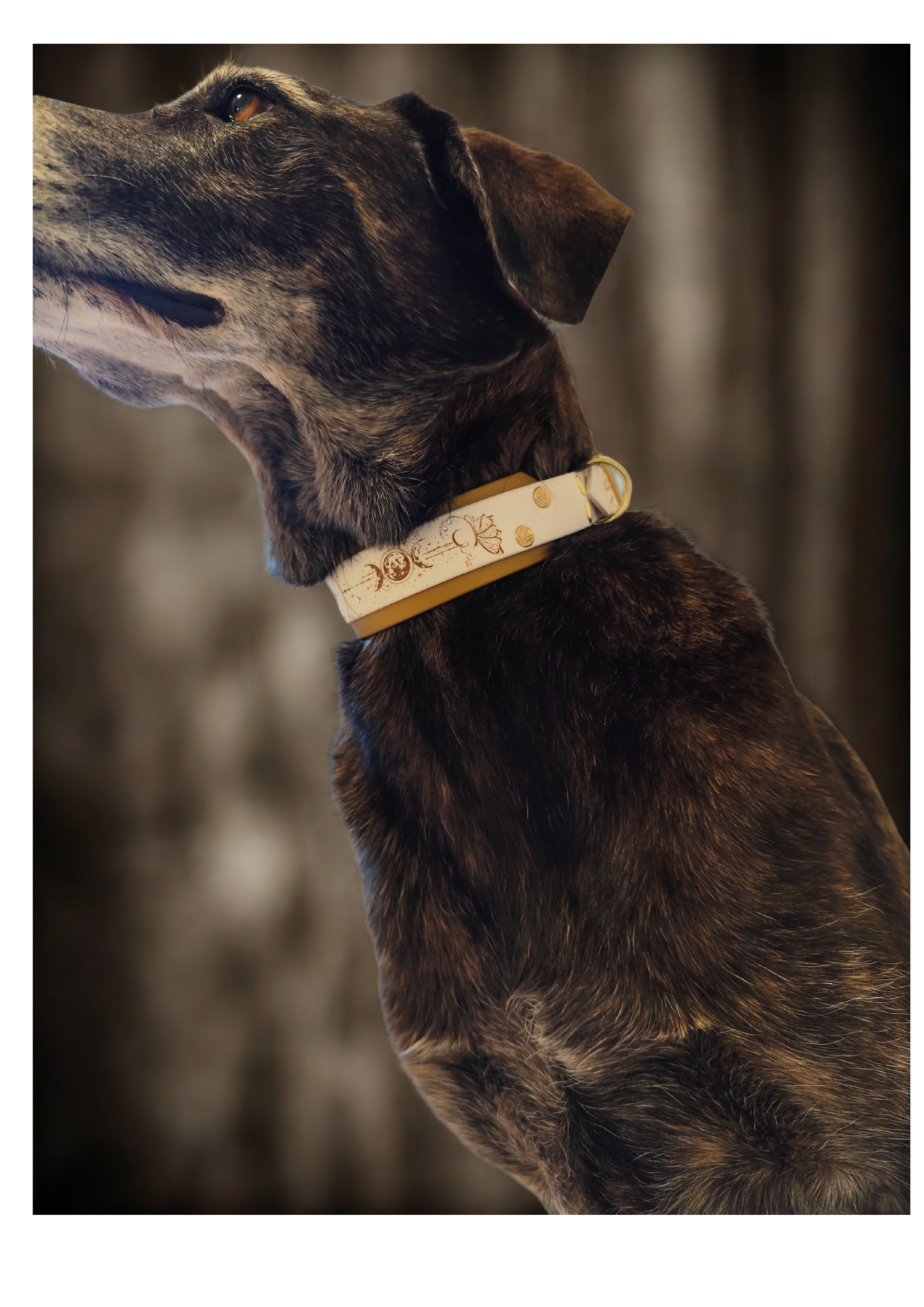 Chien portant le collier Chrysalide en biothane blanc et doré, gravé d’un papillon doré. Collier personnalisable, solide, résistant à l’eau et élégant pour un style unique.