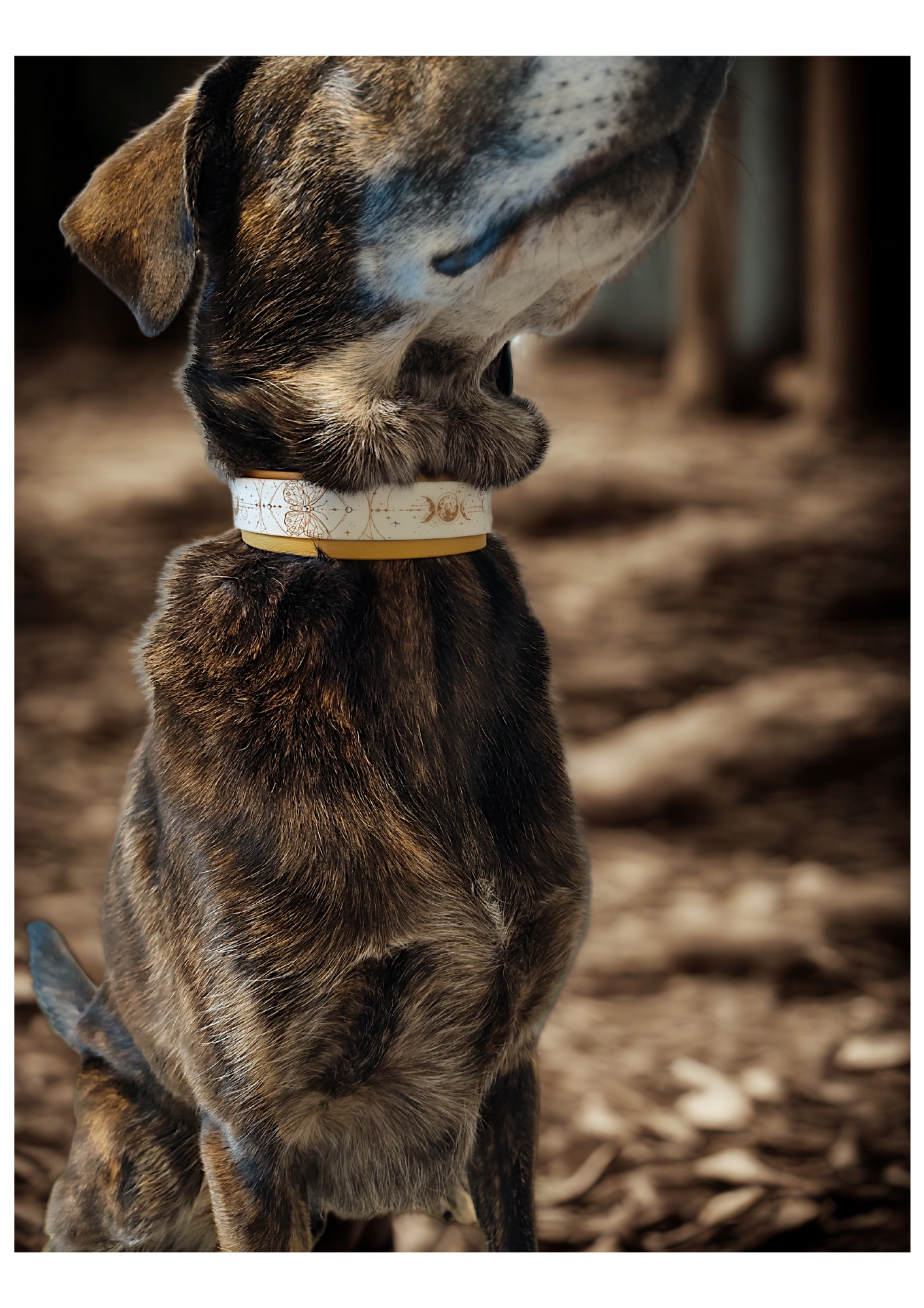 Chien portant le collier Chrysalide en biothane blanc et doré, gravé d’un papillon doré. Collier personnalisable, solide, résistant à l’eau et élégant pour un style unique.