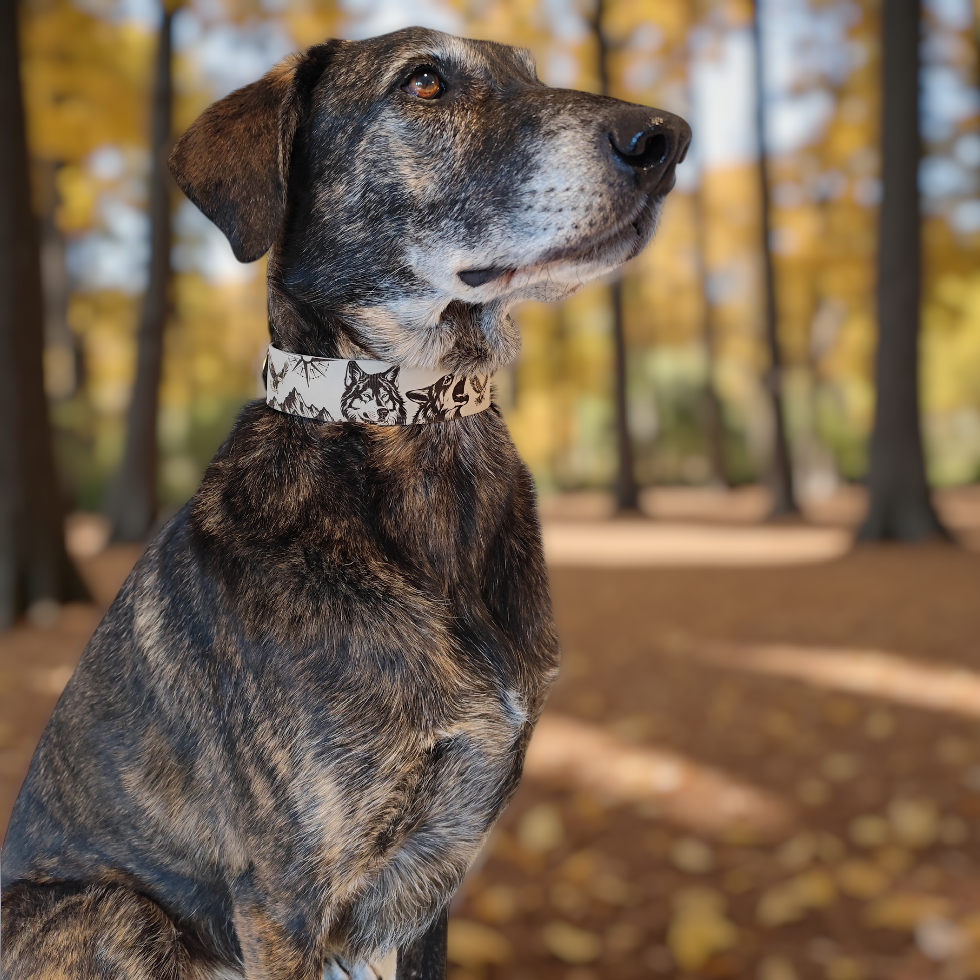 chien portant collier biothane loup personnalisé wild horizon