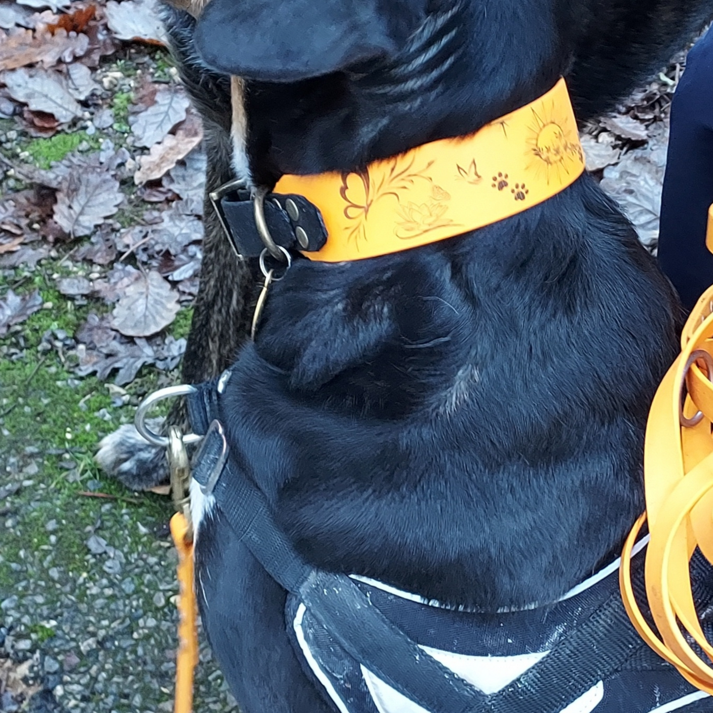 collier pour chien  en biothane peach personnalisé 