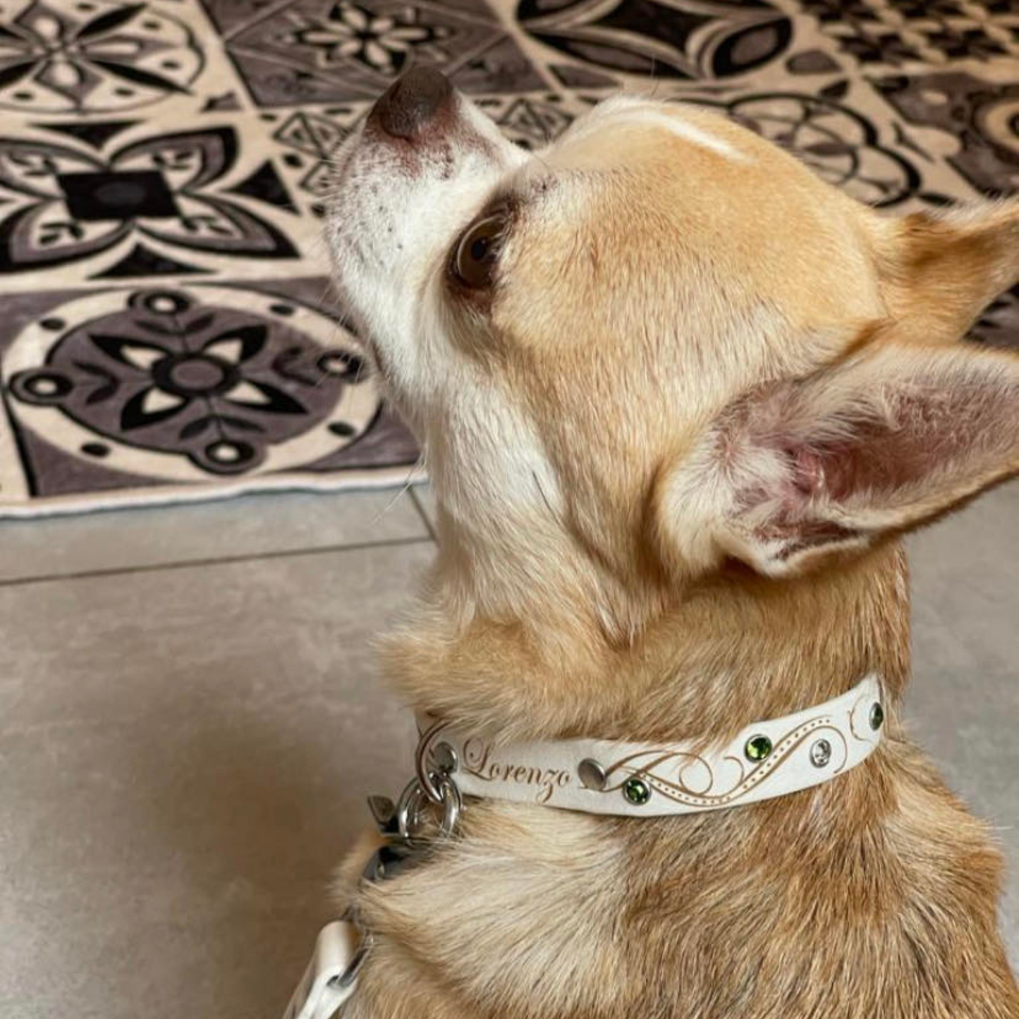 collier pour chien biothane blanc avec strass 