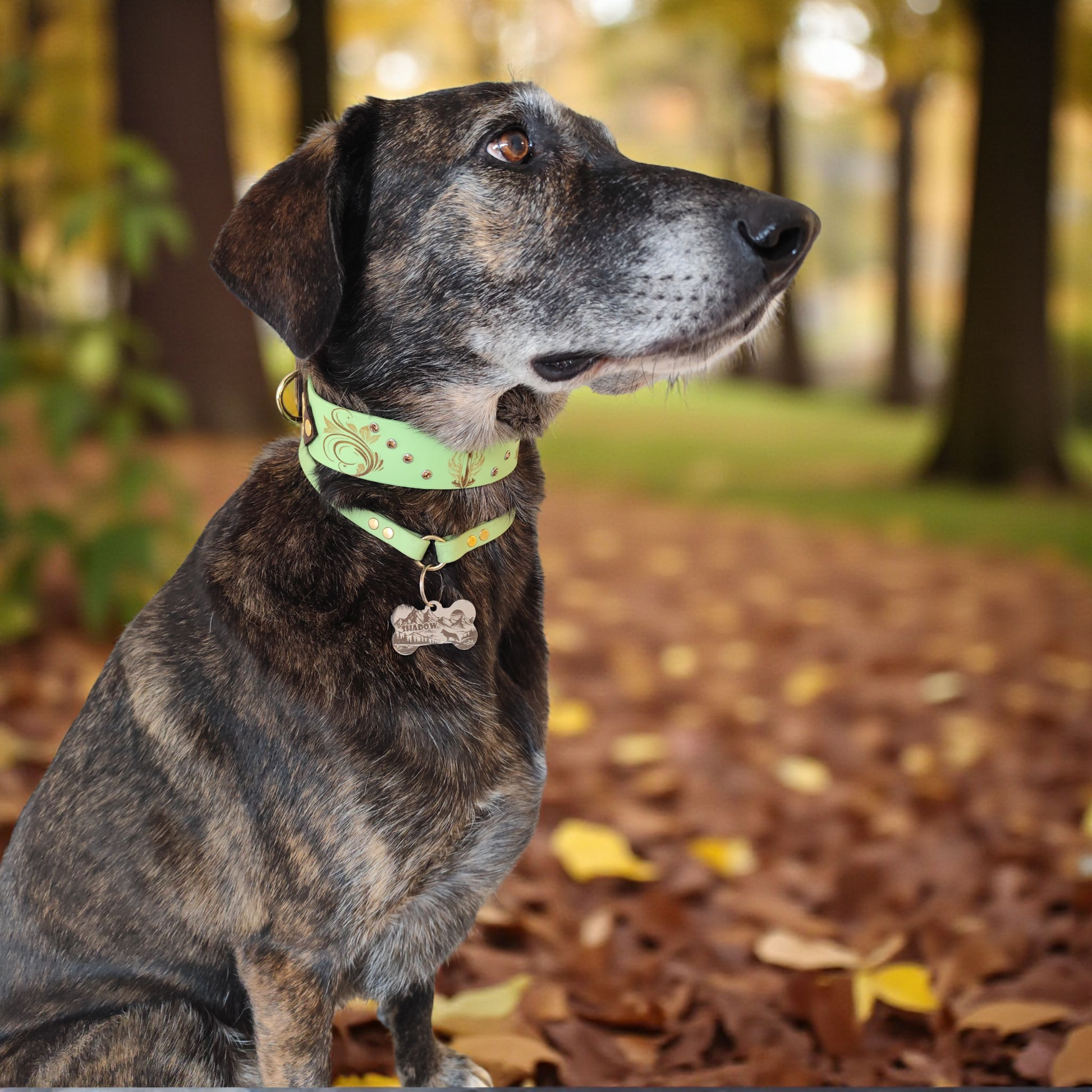 collier valoria porté par un chien 