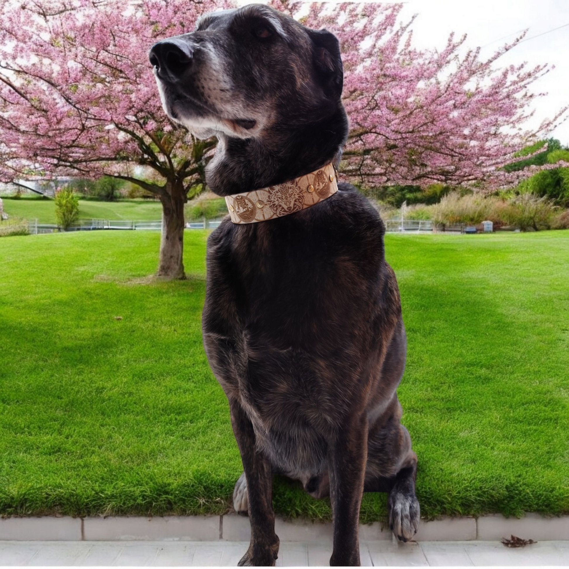 Chien portant le collier Ragnarök en extérieur vue d’ensemble avec collier visible