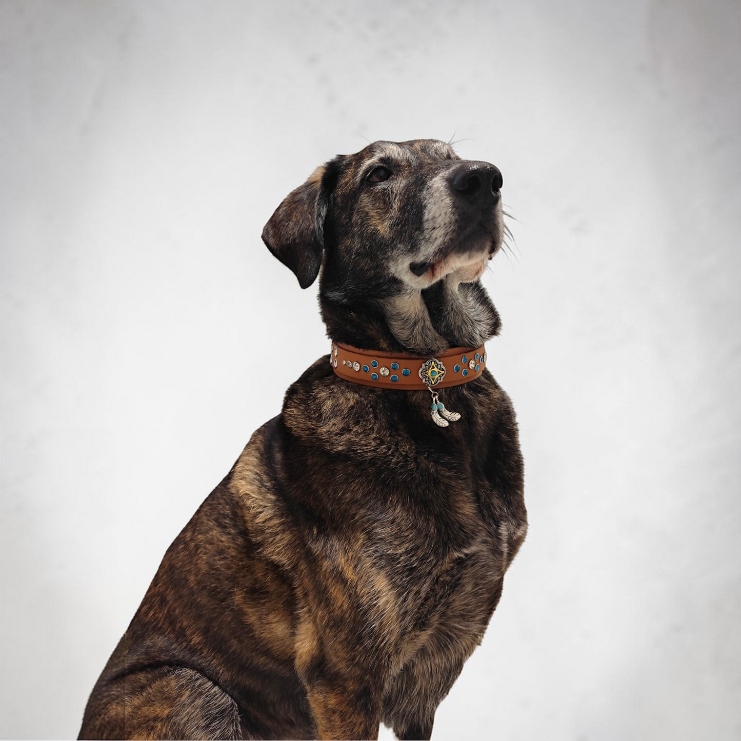 Chien portant le Collier pour chien Prestige personnalisé, couleur et bouclerie au choix