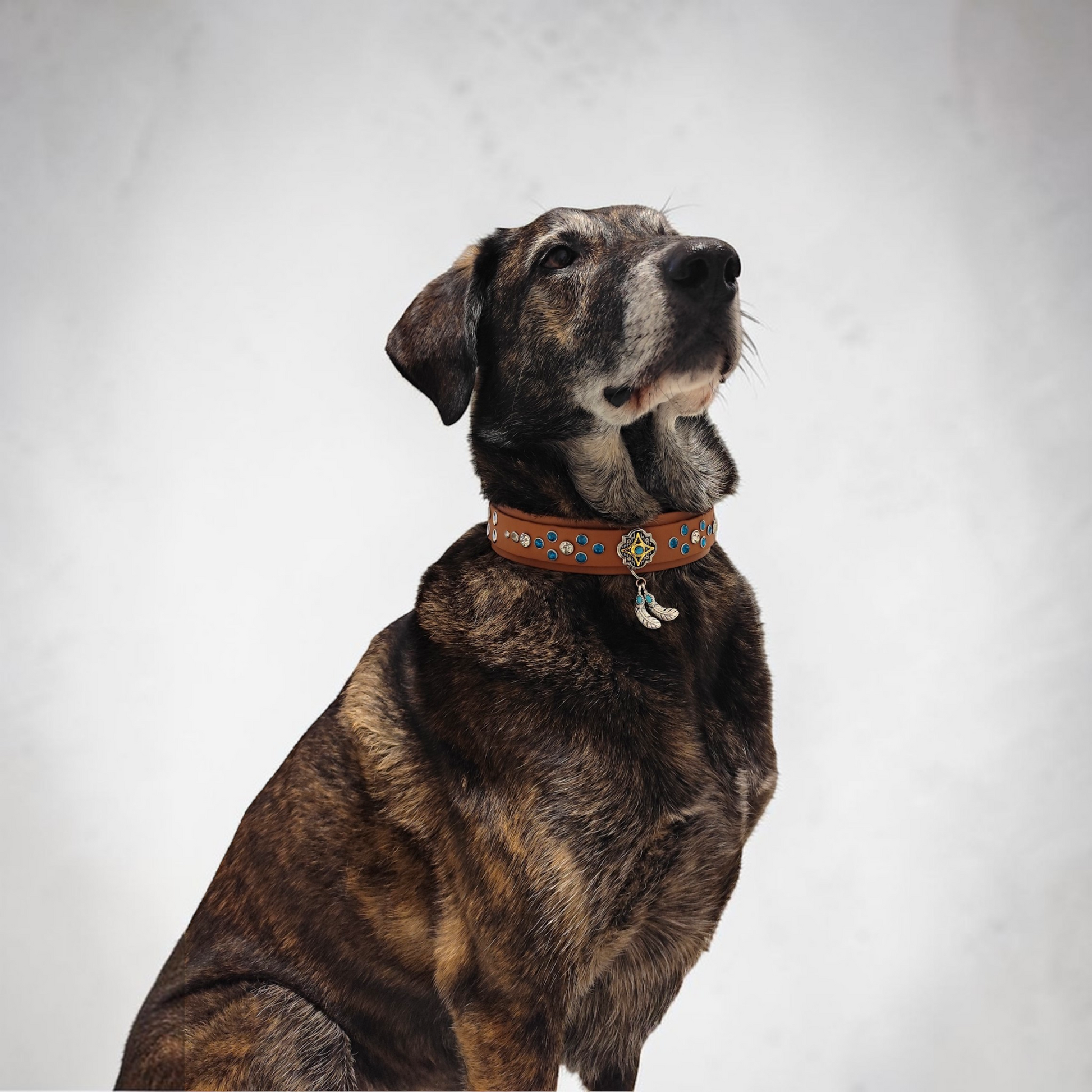 Chien portant le Collier pour chien Prestige personnalisé, couleur et bouclerie au choix