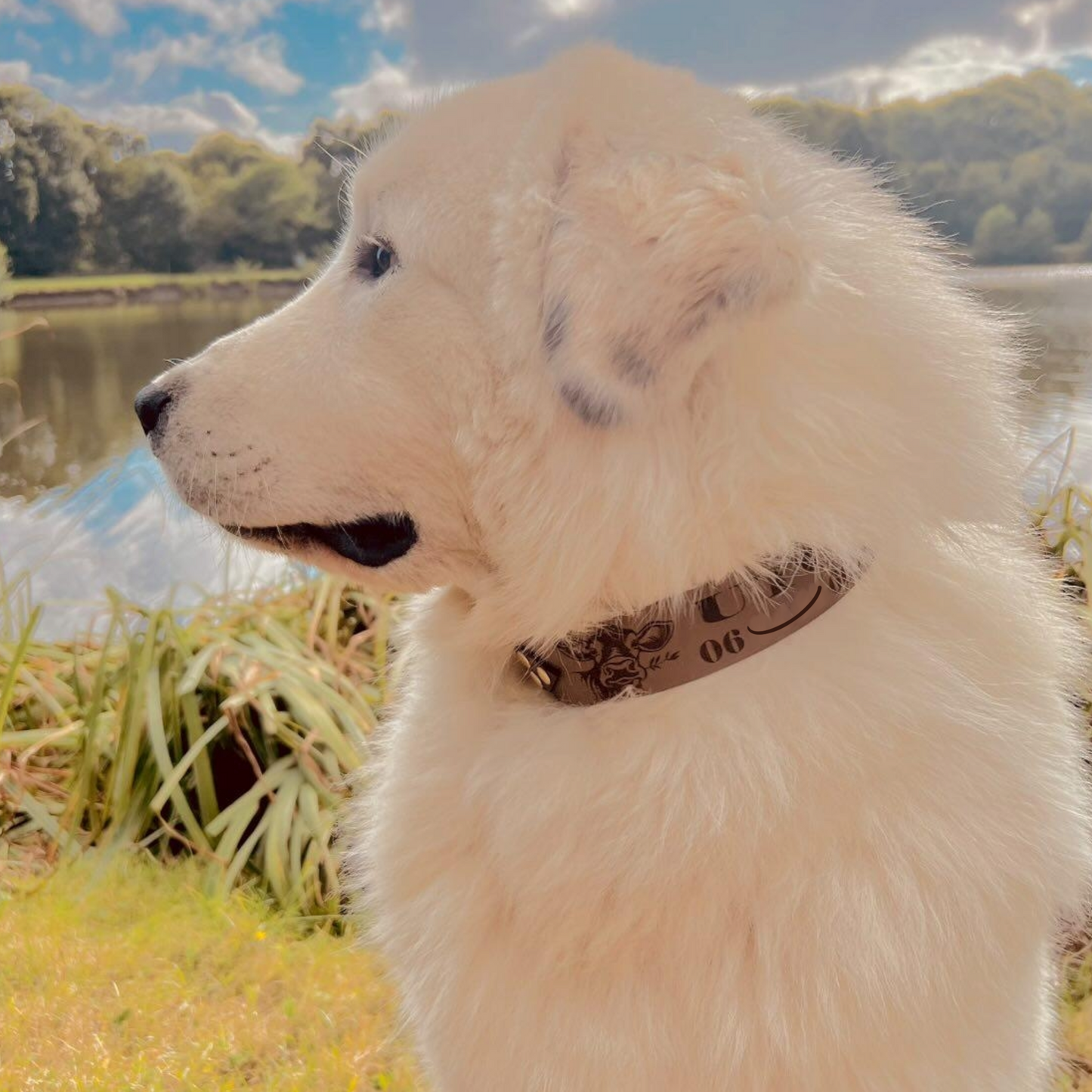 collier pour grand chien totalement  personnalisé 