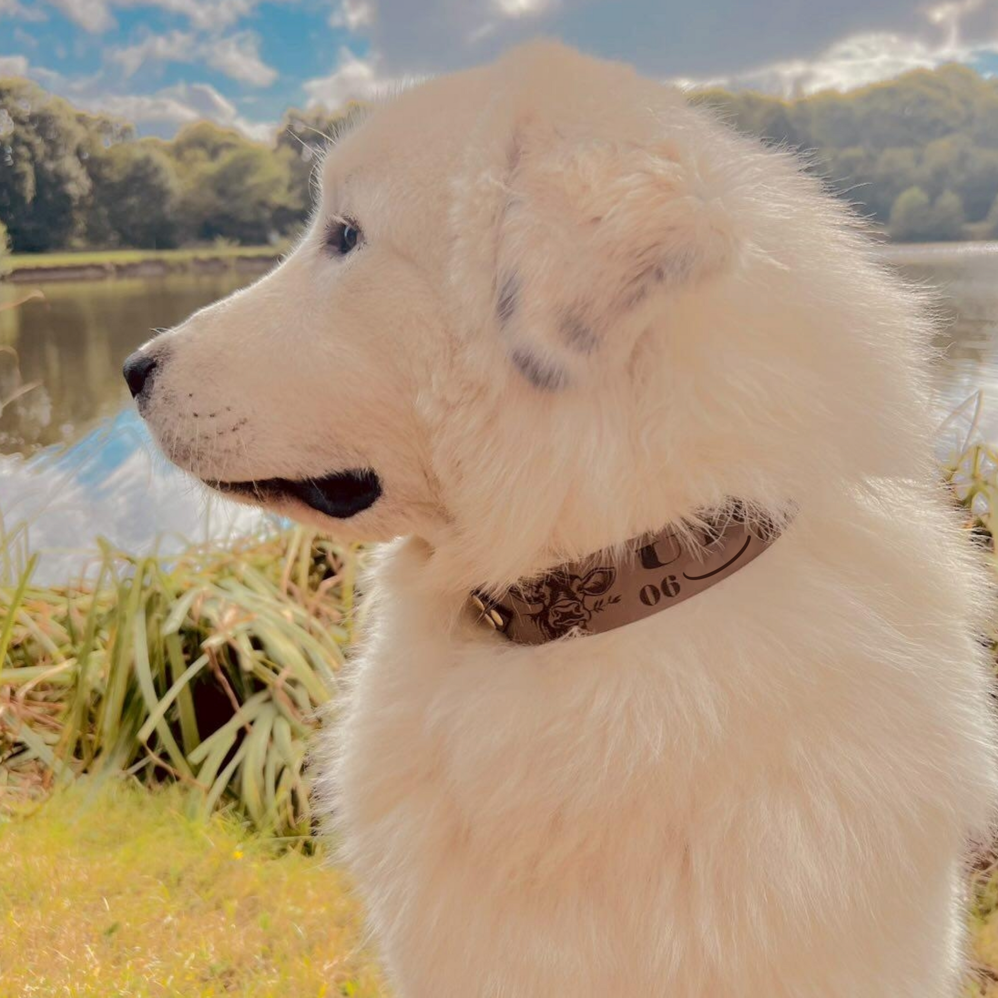 collier pour grand chien totalement  personnalisé 