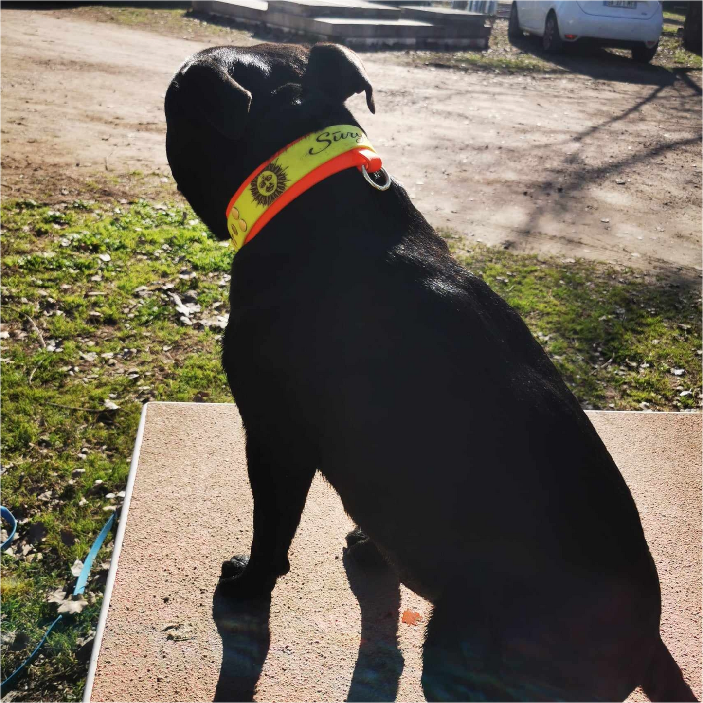 collier pour chien staffy personnalisé 