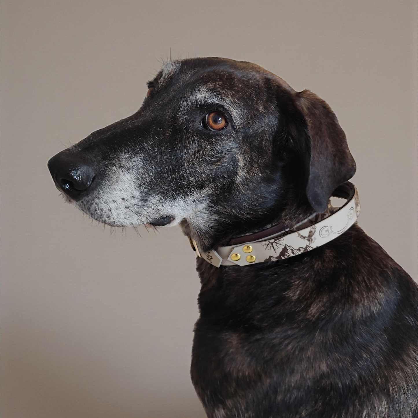 collier à poignée pour chien personnalisable 