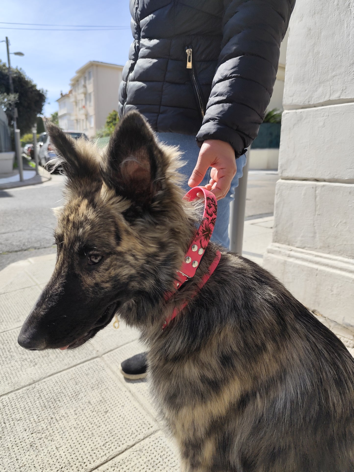 Collier à poignée pour chien facile d'entretien , personnalisable 