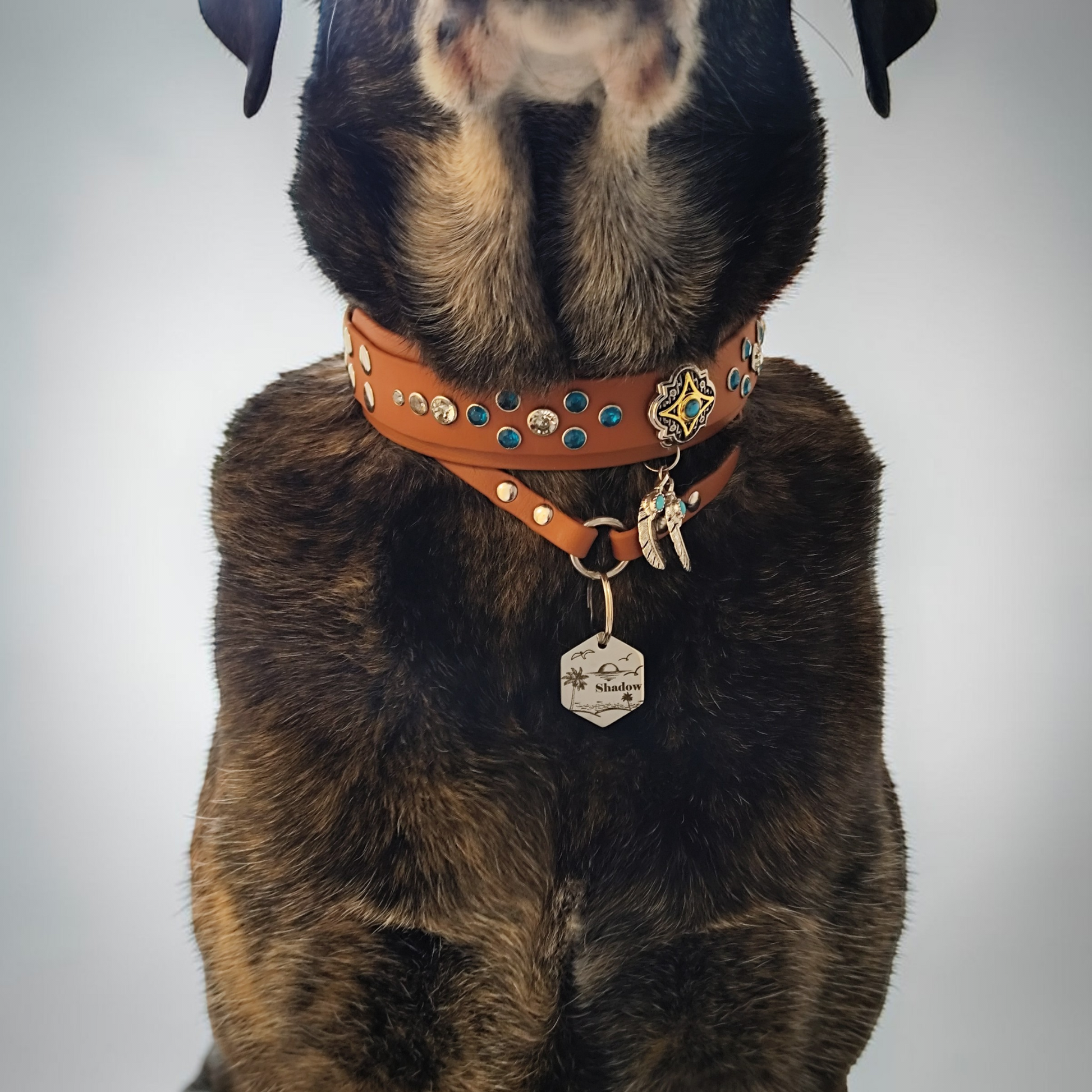 Chien avec collier Prestige et médaille assortie, accessoire chic pour toutes occasions . 