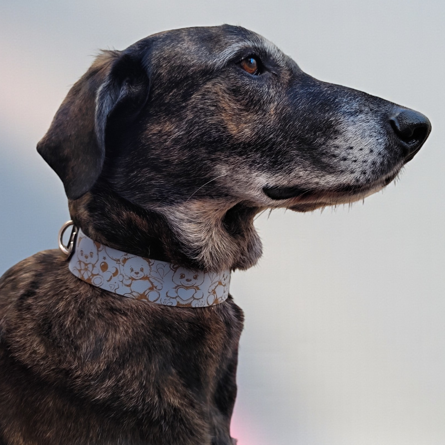Collier pour chien personnalisé en biothane ourson – Teddy Love
