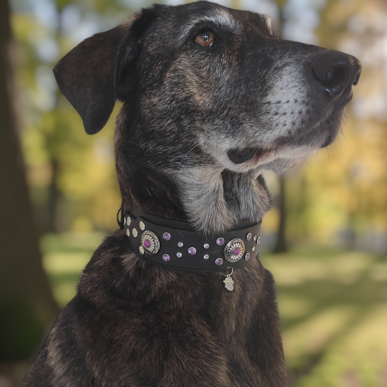 Gros plan sur collier chien personnalisé en biothane avec conchos et strass élégants