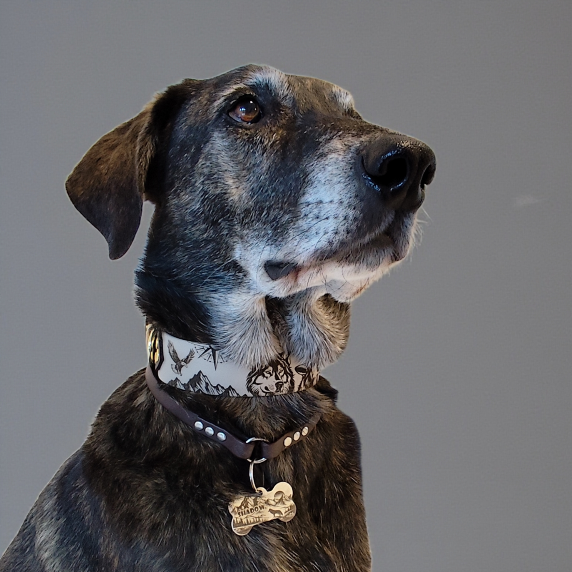 gros plan chien collier biothane gravé motif loup