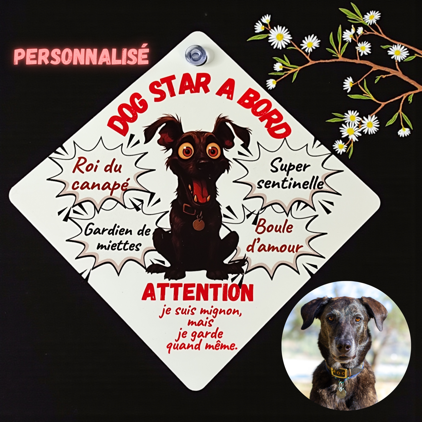 pancarte de voiture chien drole dog star à bord 
