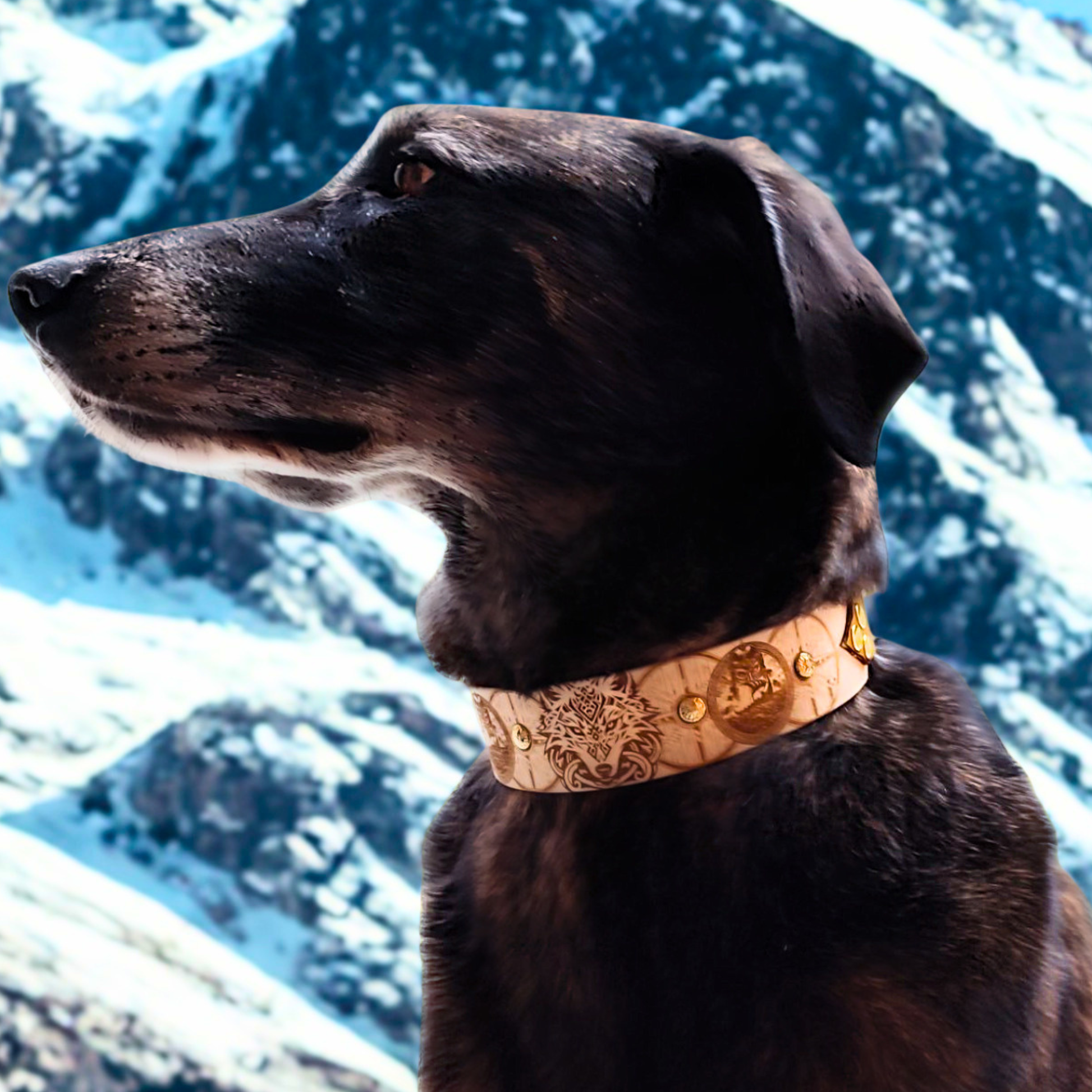 Chien portant de près le collier Ragnarök en biothane personnalisé avec gravure nordique