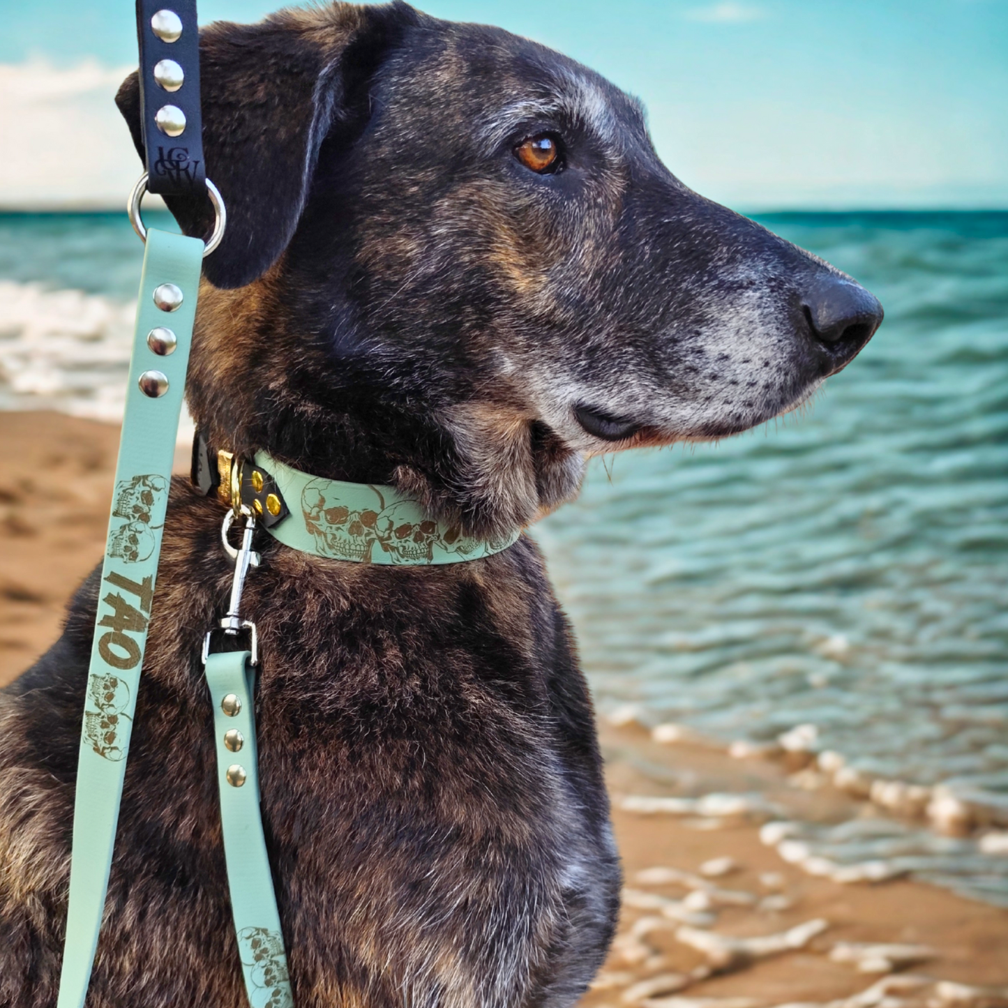 Chien portant un collier en biothane thème têtes de mort, collier 38 mm confortable, solide et facile d’entretien pour chien stylé.