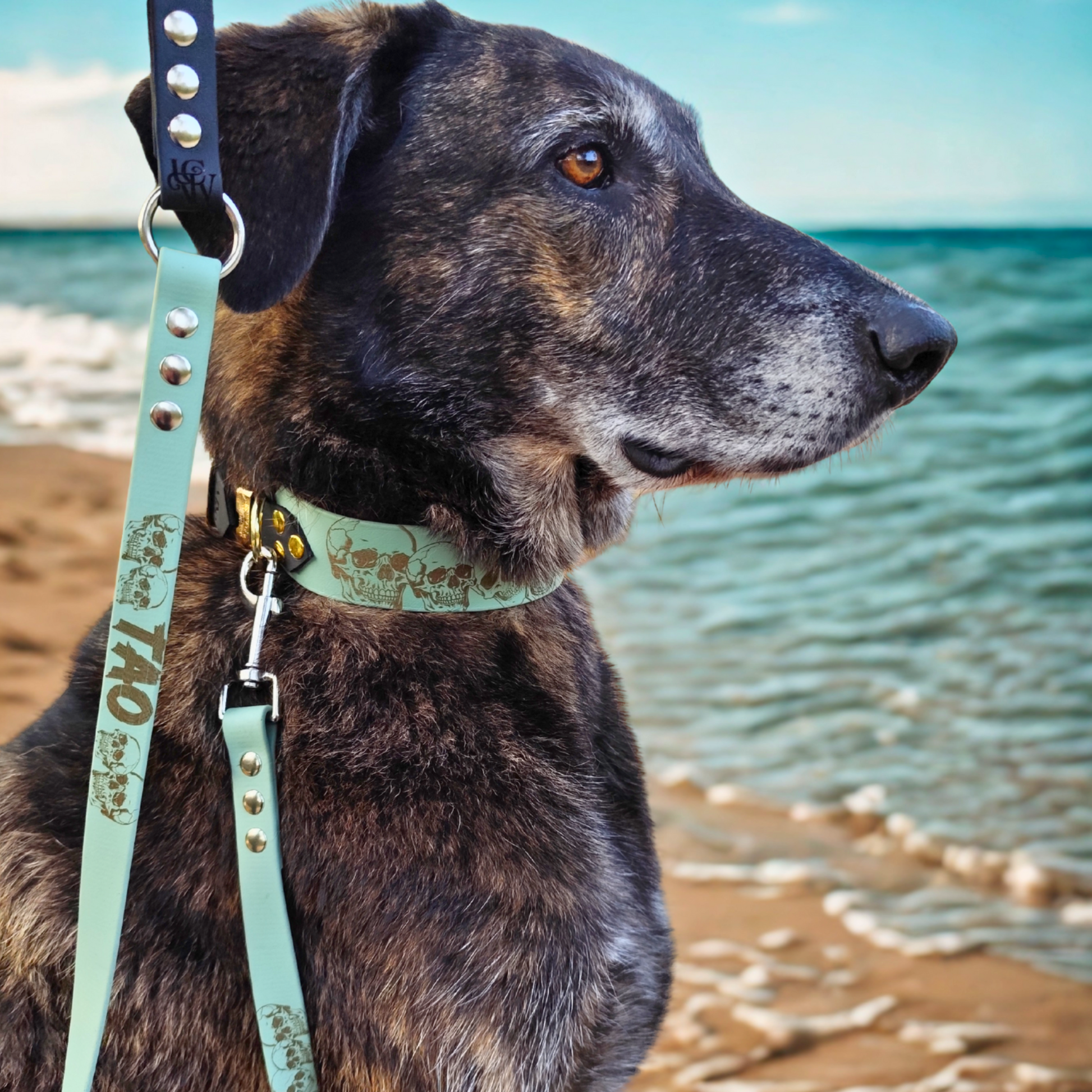 Chien portant un collier en biothane thème têtes de mort, collier 38 mm confortable, solide et facile d’entretien pour chien stylé.